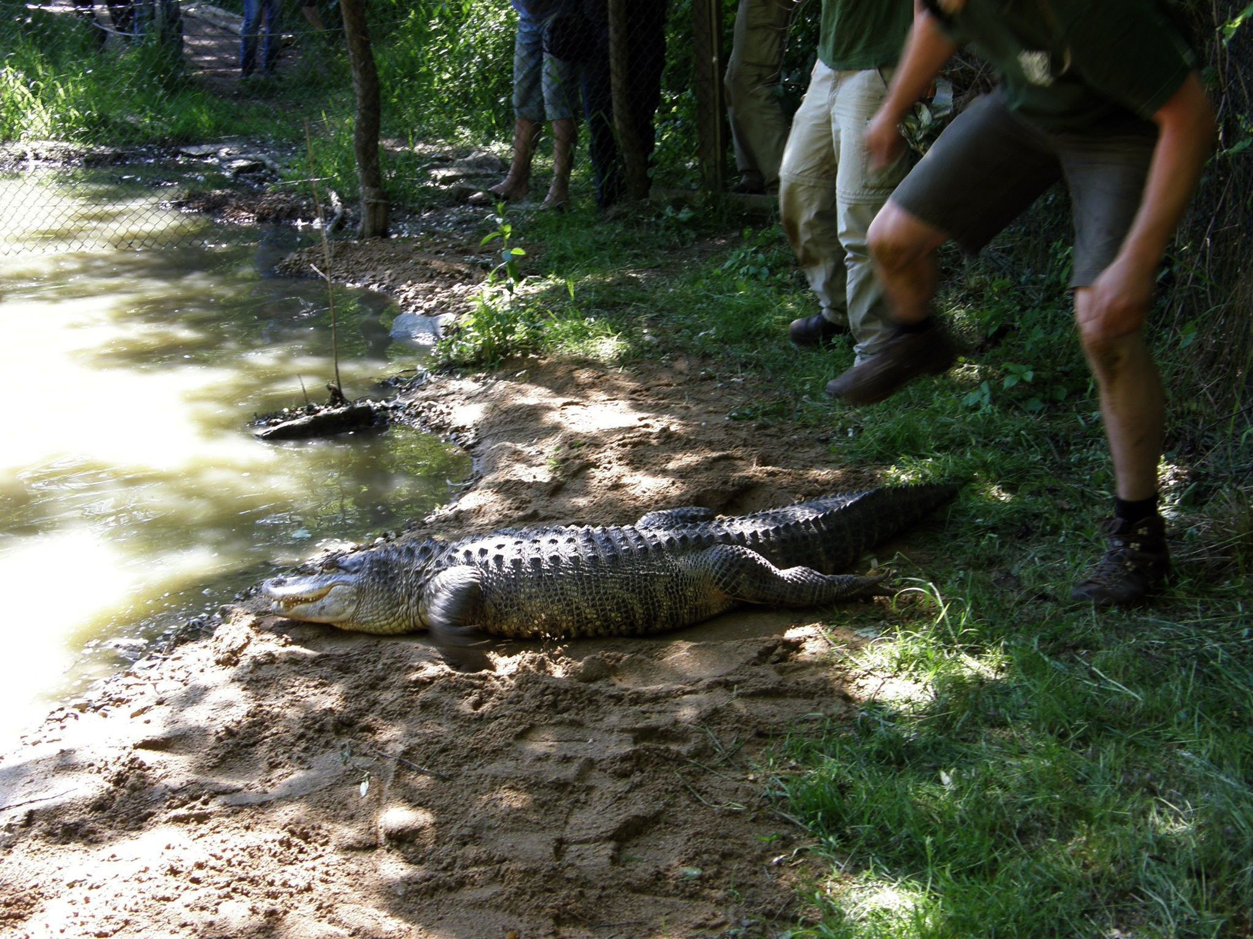 Stěhování zlínských aligátorů - 8 - GALERIE: Stěhování zlínských aligátorů (6/13)