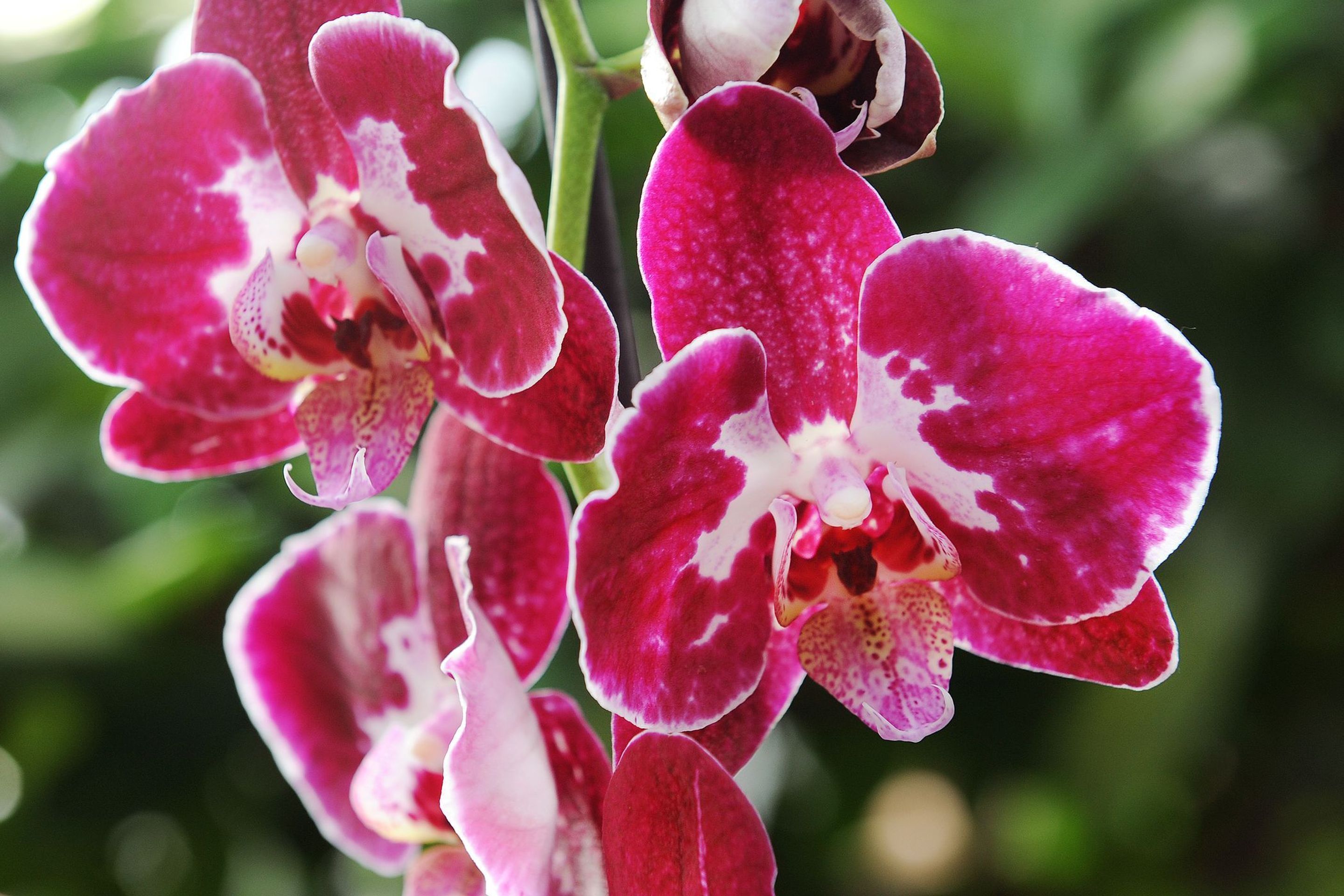 Výstava orchidejí - 20 - GALERIE: Orchideje v pražské botanické zahradě (18/29)