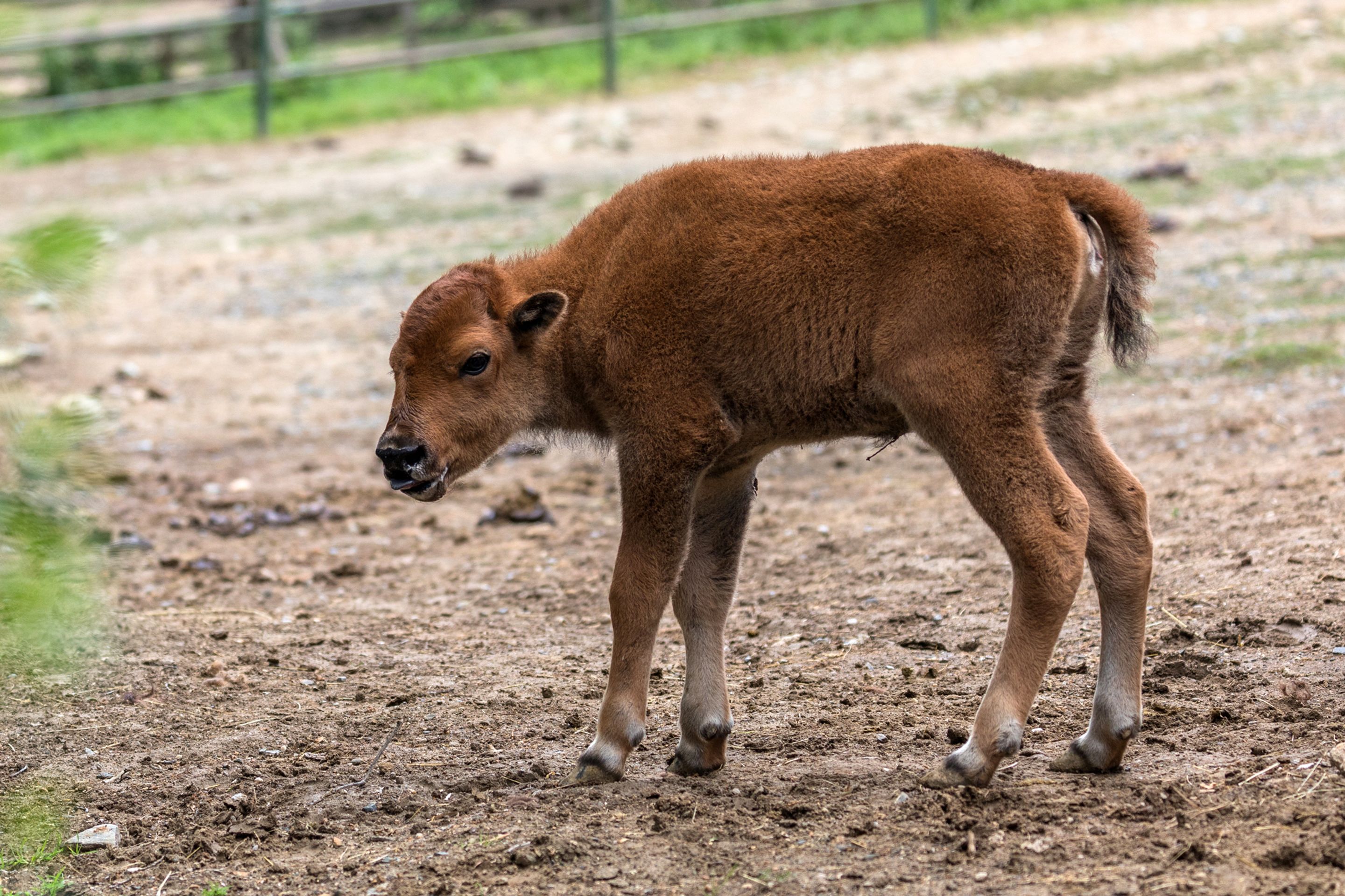 V brněnské zoo se narodil velbloudí kluk a bizoní holka - 2 - GALERIE: V brněnské zoo se narodil velbloudí kluk a bizoní holka (2/10)
