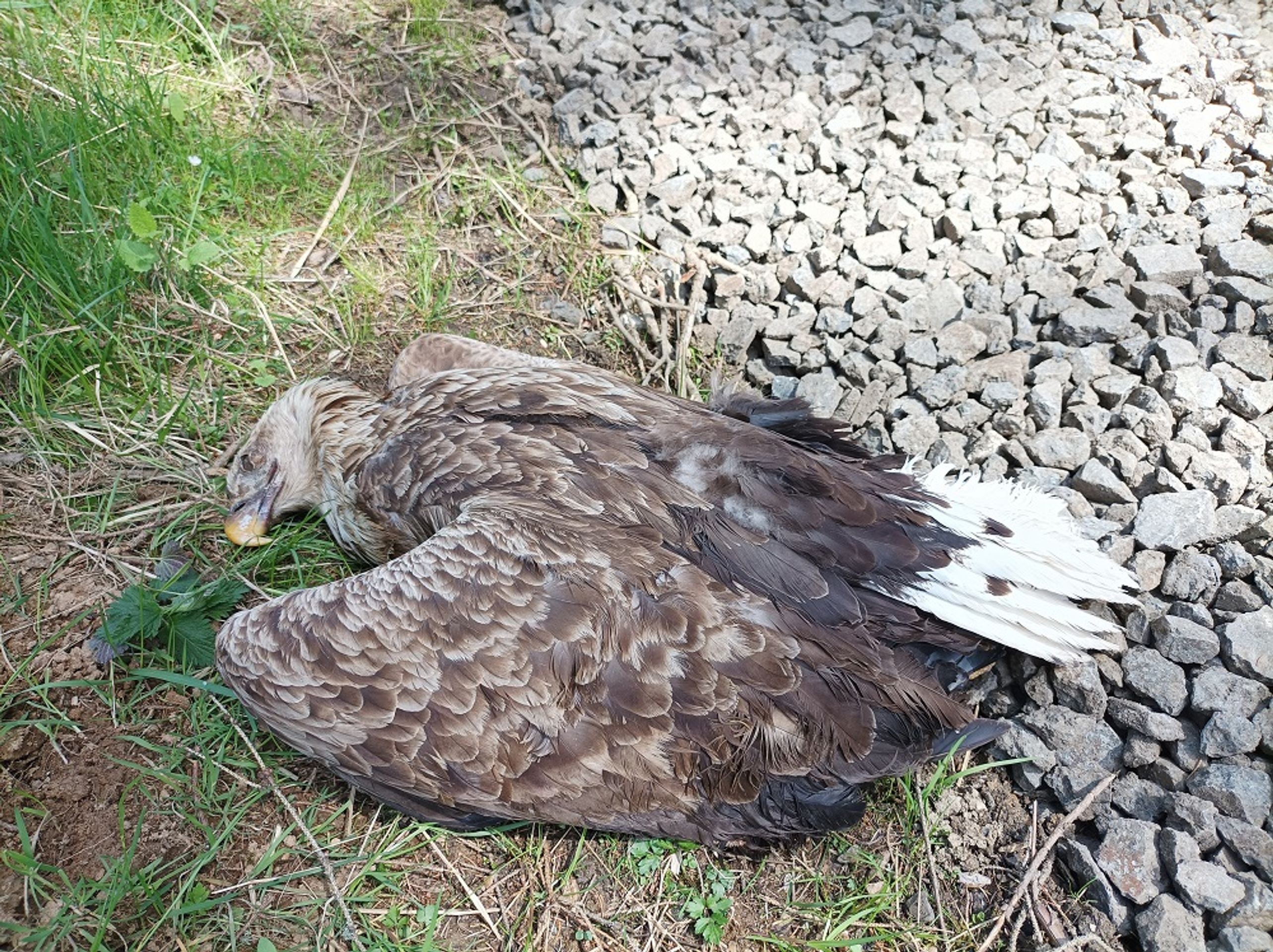 Otrava orlů mořských na Toužimsku - Otrava orlů mořských na Toužimsku (3/4)