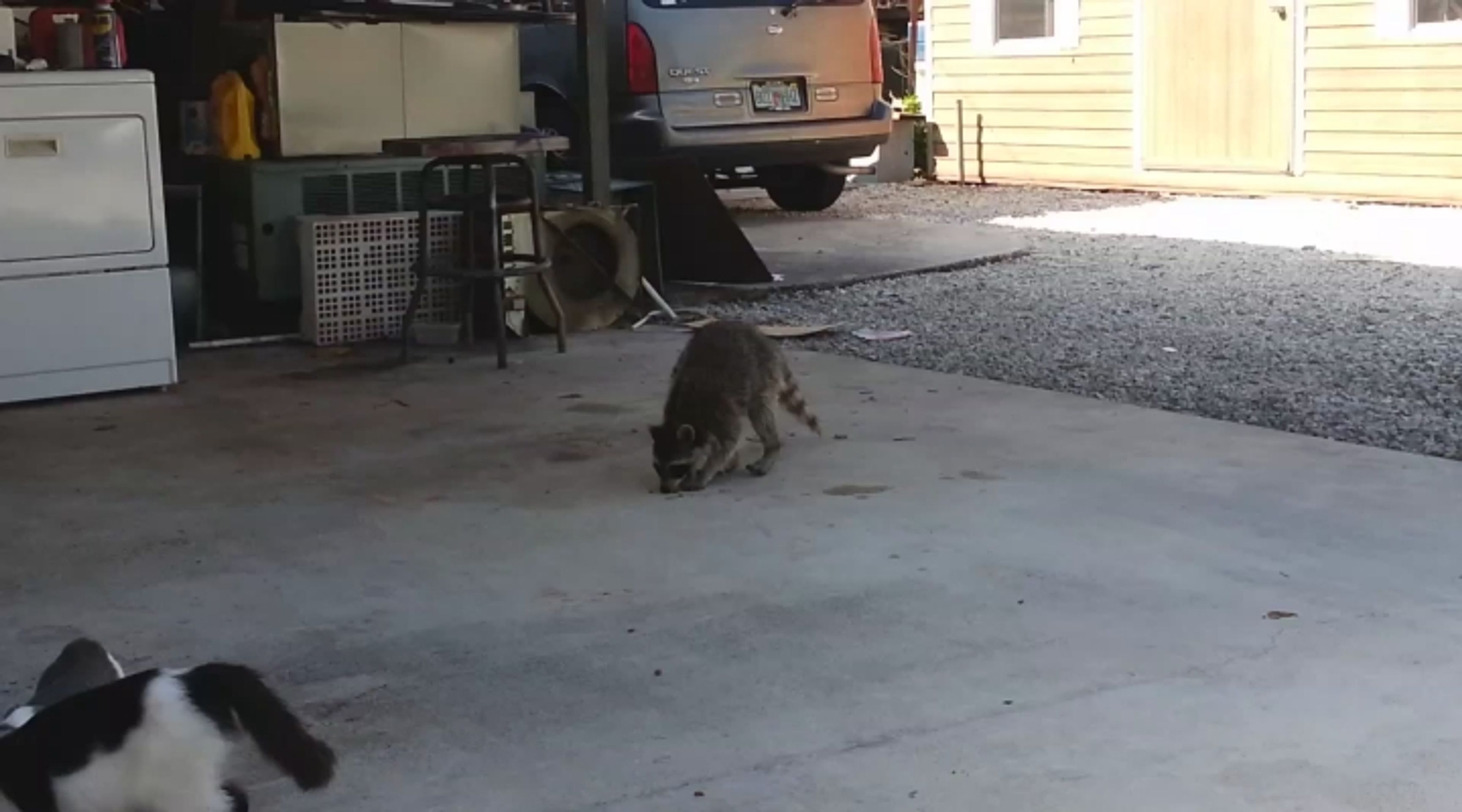 2013-07-25_Raccoon_eating_cats_food - VTHUMB - GALERIE: Chceme žít s vámi (1/32)