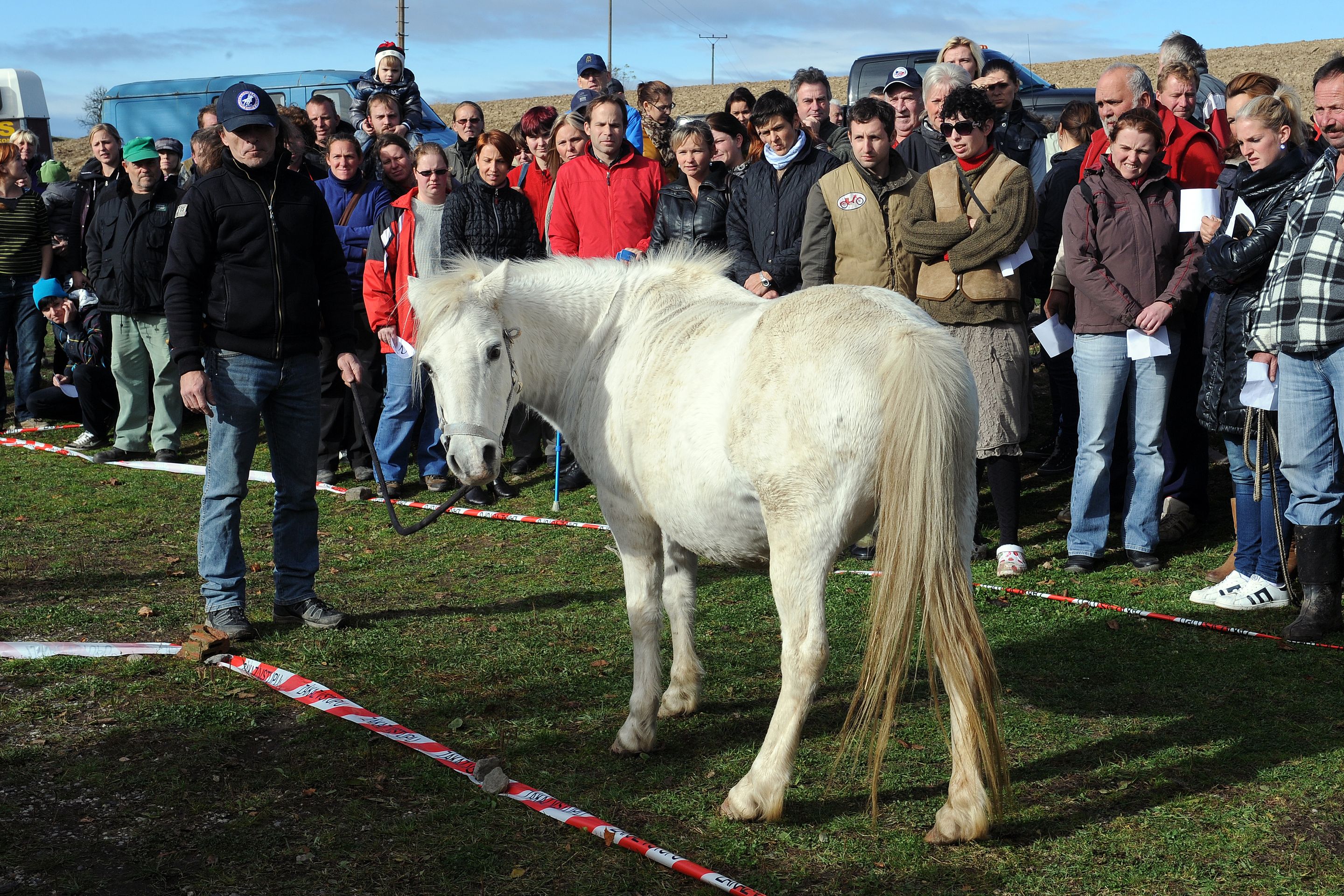 Dražba týraných koní - GALERIE: Podívejte se na zubožené koně, kteří dnes byli v aukci (12/19)