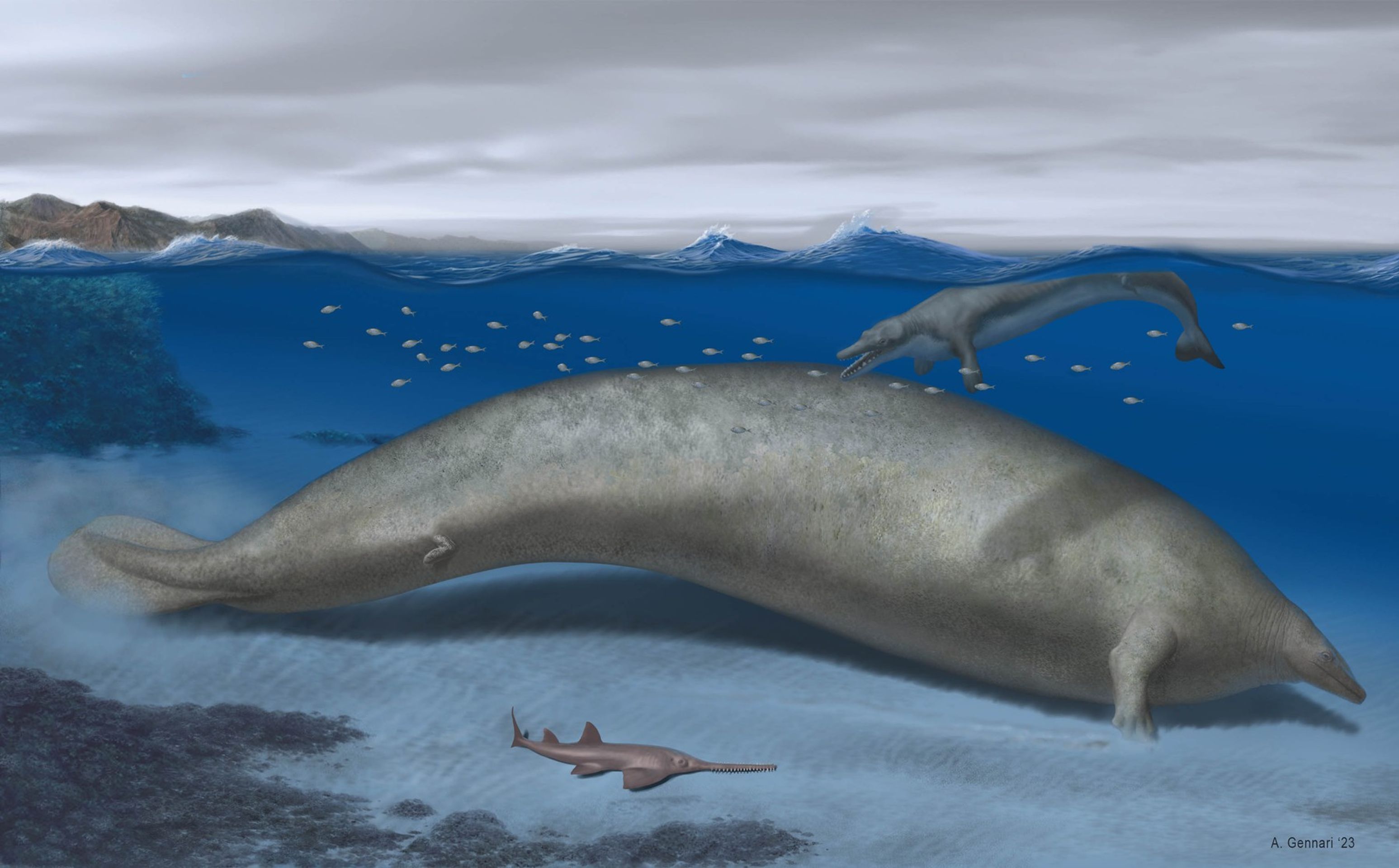 Perucetus colossus (5) - Perucetus colossus (6/6)