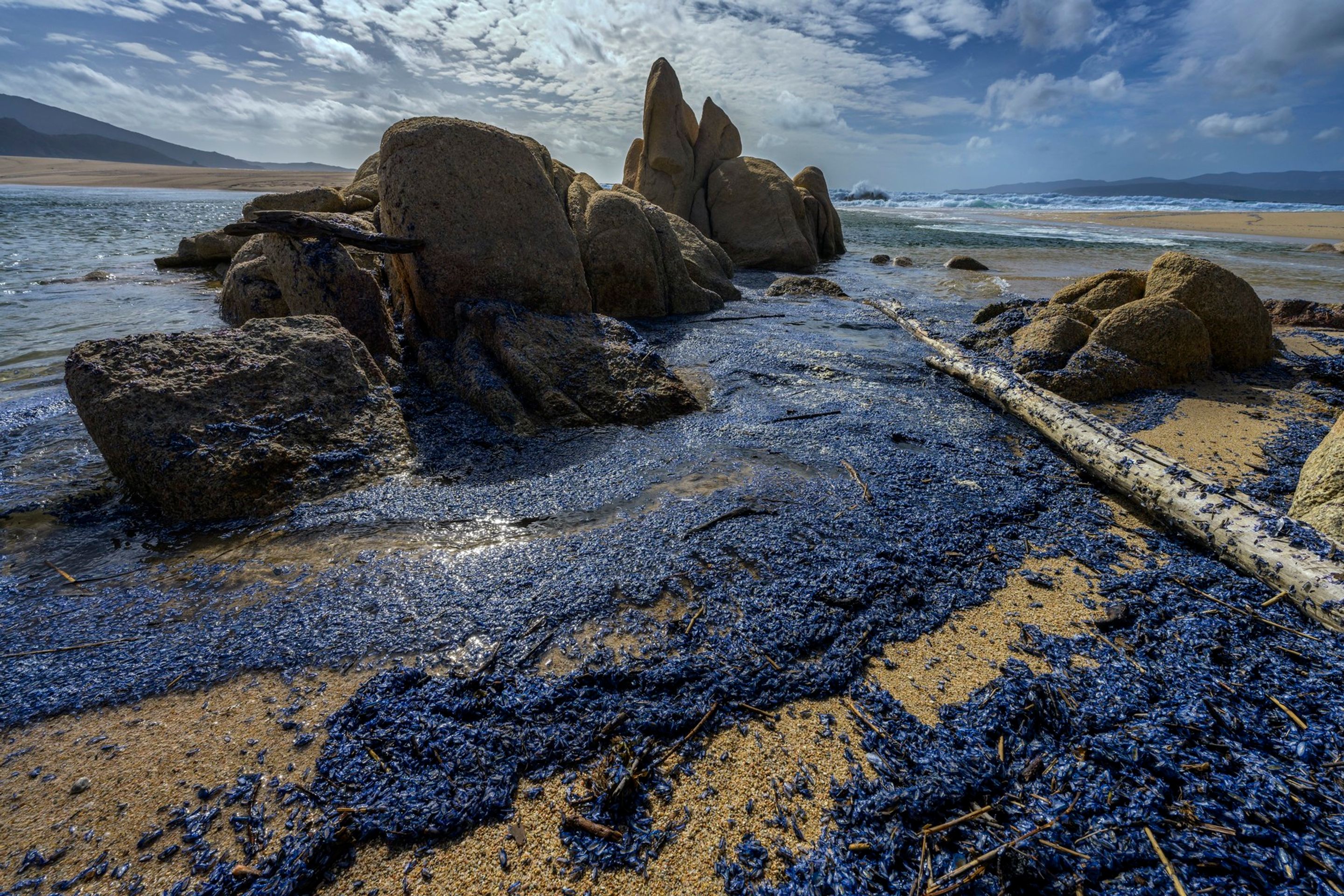 By-the-Wind Sailor (Velella Velella) - By-the-Wind Sailor (Velella Velella) (4/4)