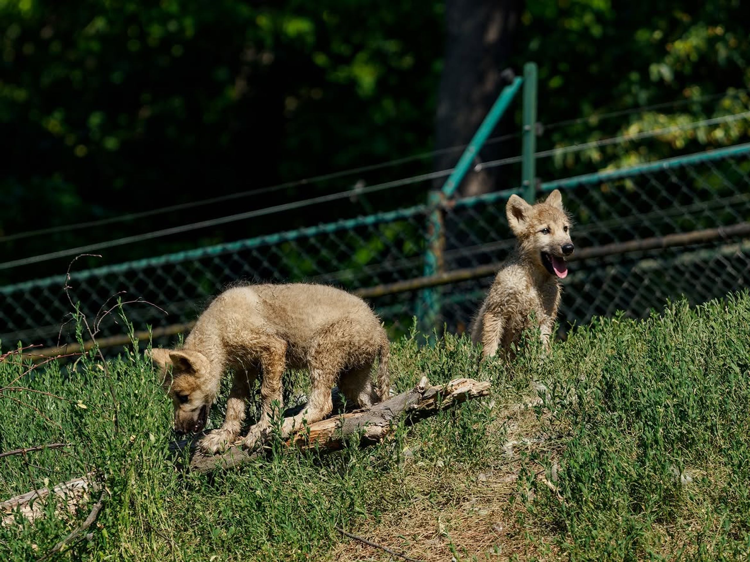 Vlk arktický v Zoo Brno - Mláďata vlka arktického (3/3)