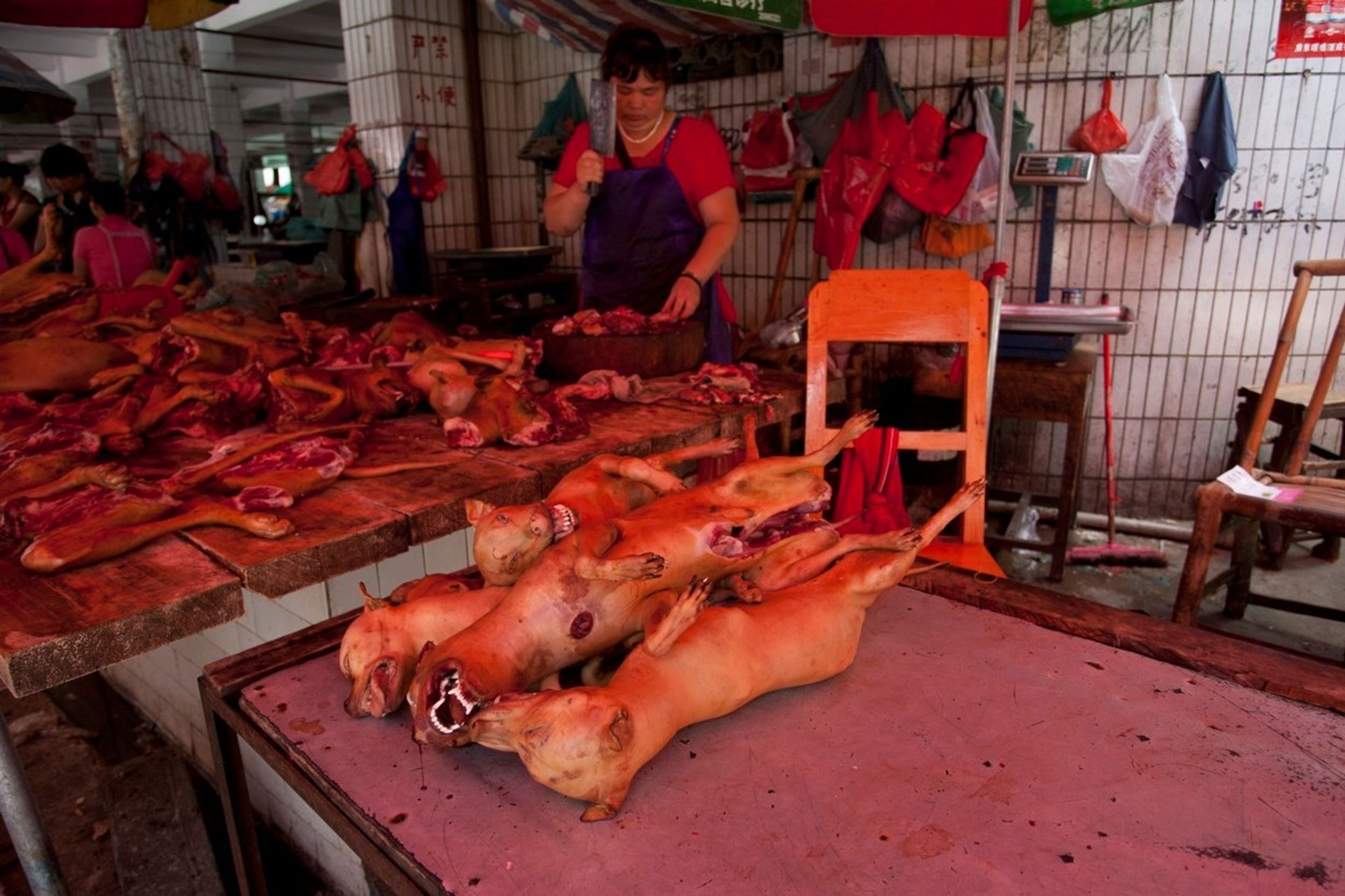 Pojídání psů na festivalu Yulin 2015 - 8 - GALERIE: Pojídání psů na festivalu Yulin 2015 (6/11)