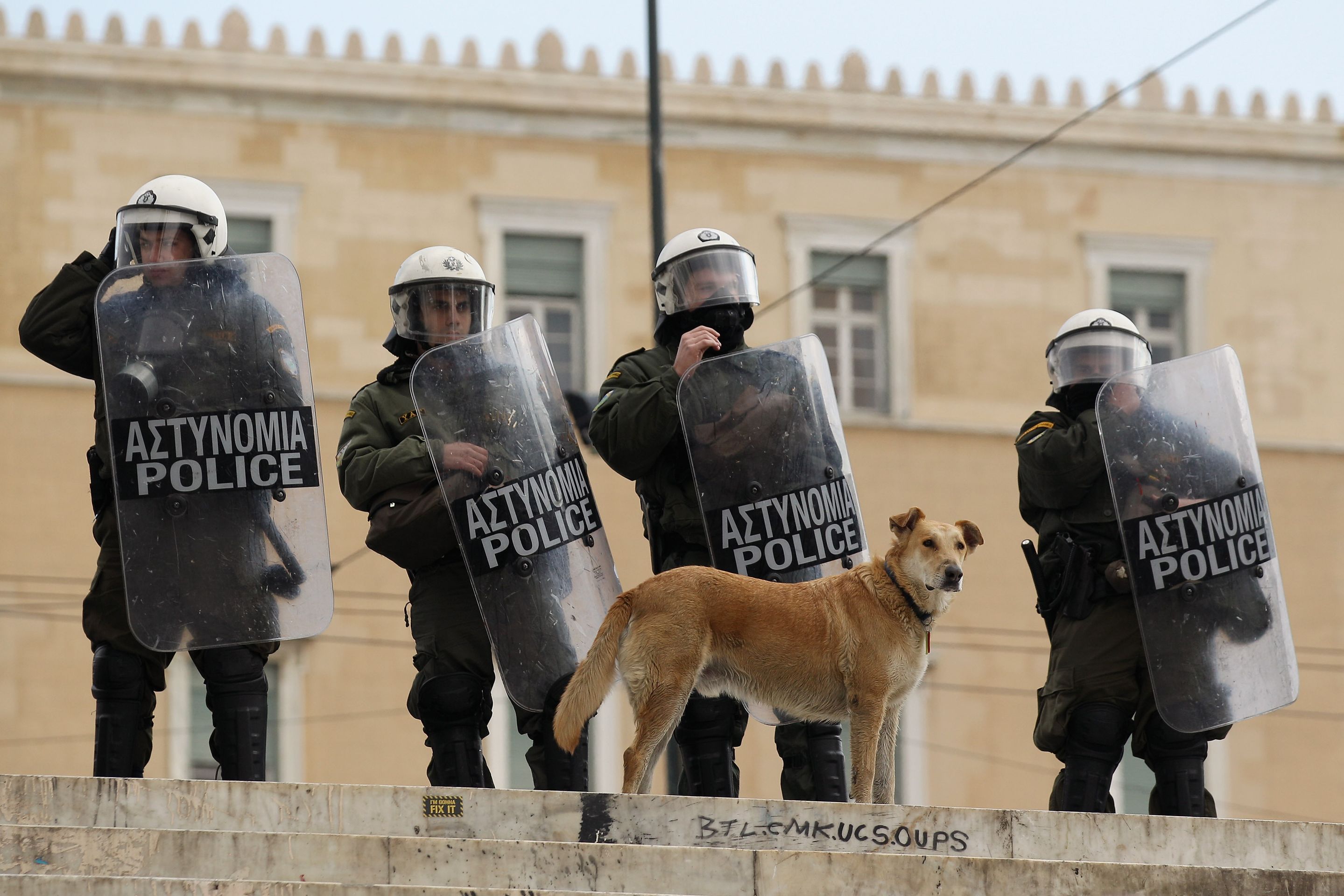 Zemřel psí rebel Loukanikos - 4 - GALERIE: Zemřel slavný psí rebel Loukanikos (4/7)