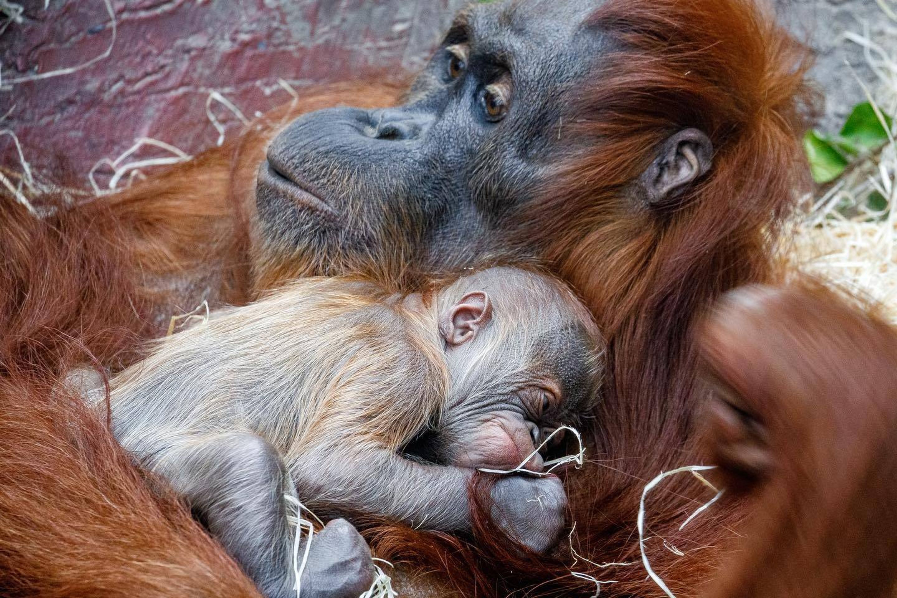 V pražské zoo se narodilo orangutaní mládě - 3 - GALERIE: V pražské zoo se narodilo orangutaní mládě (4/6)