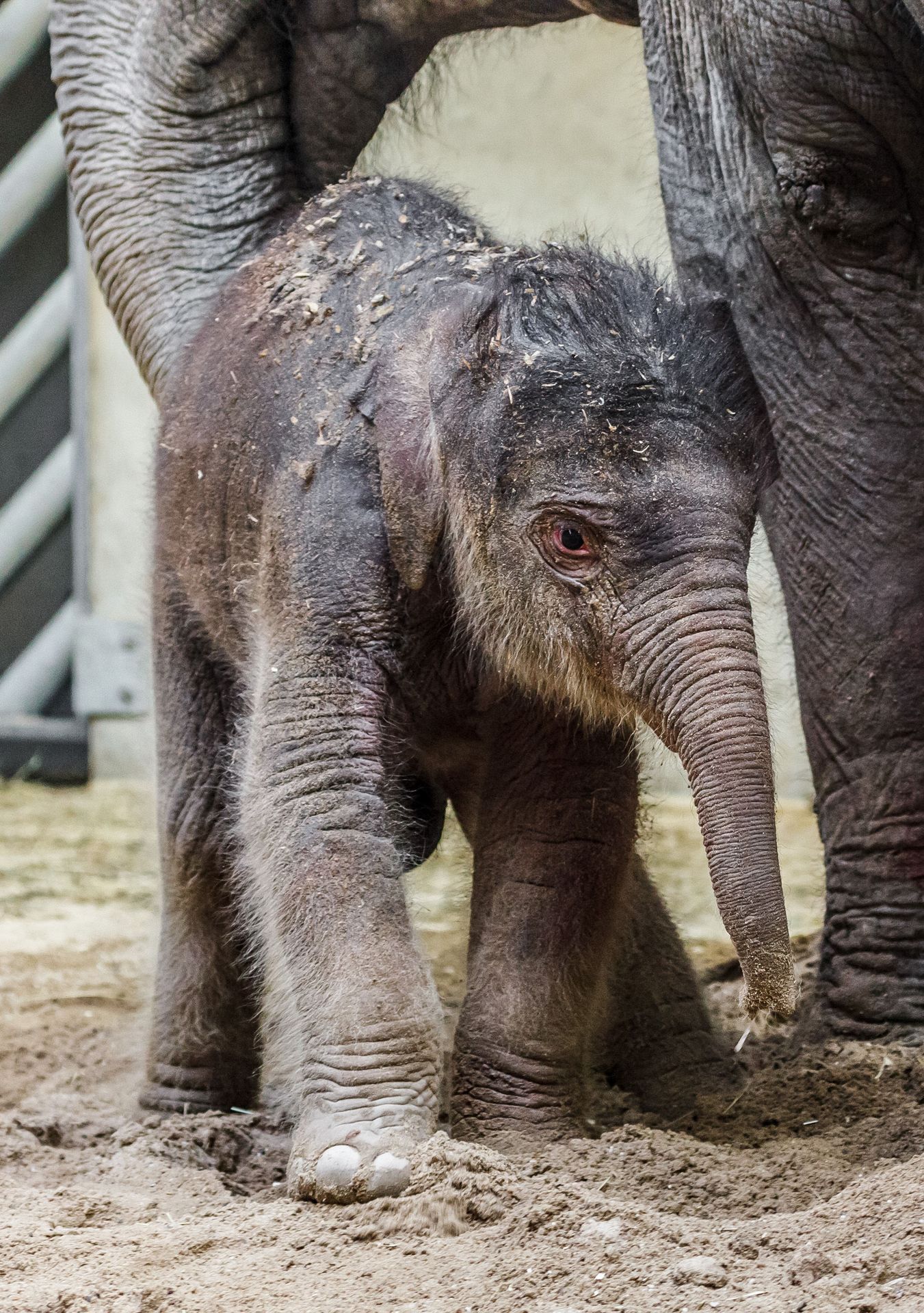 V pražské zoo se narodilo slůně - GALERIE - Narozené slůně v pražské zoo (2/3)