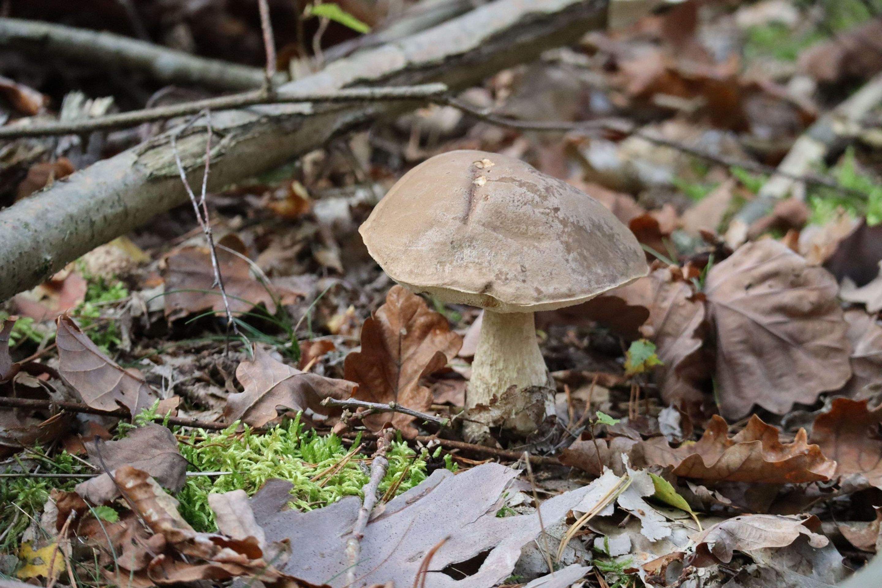 Hřib Fechtnerův (Butyriboletus fechtneri) - Za sběr těchto hub hrozí vysoké pokuty (1/3)