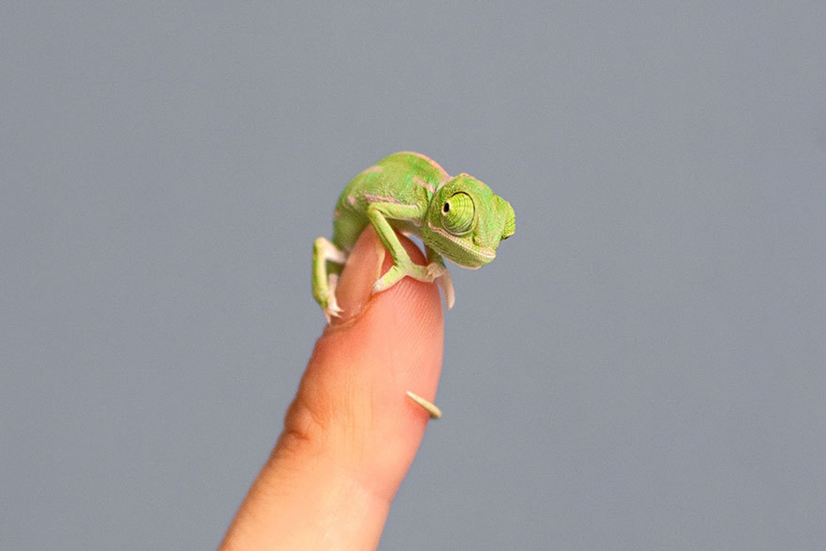 Malí chameleoni z australské zoo - 7 - GALERIE: Mláďata chameleona jemenského (1/12)