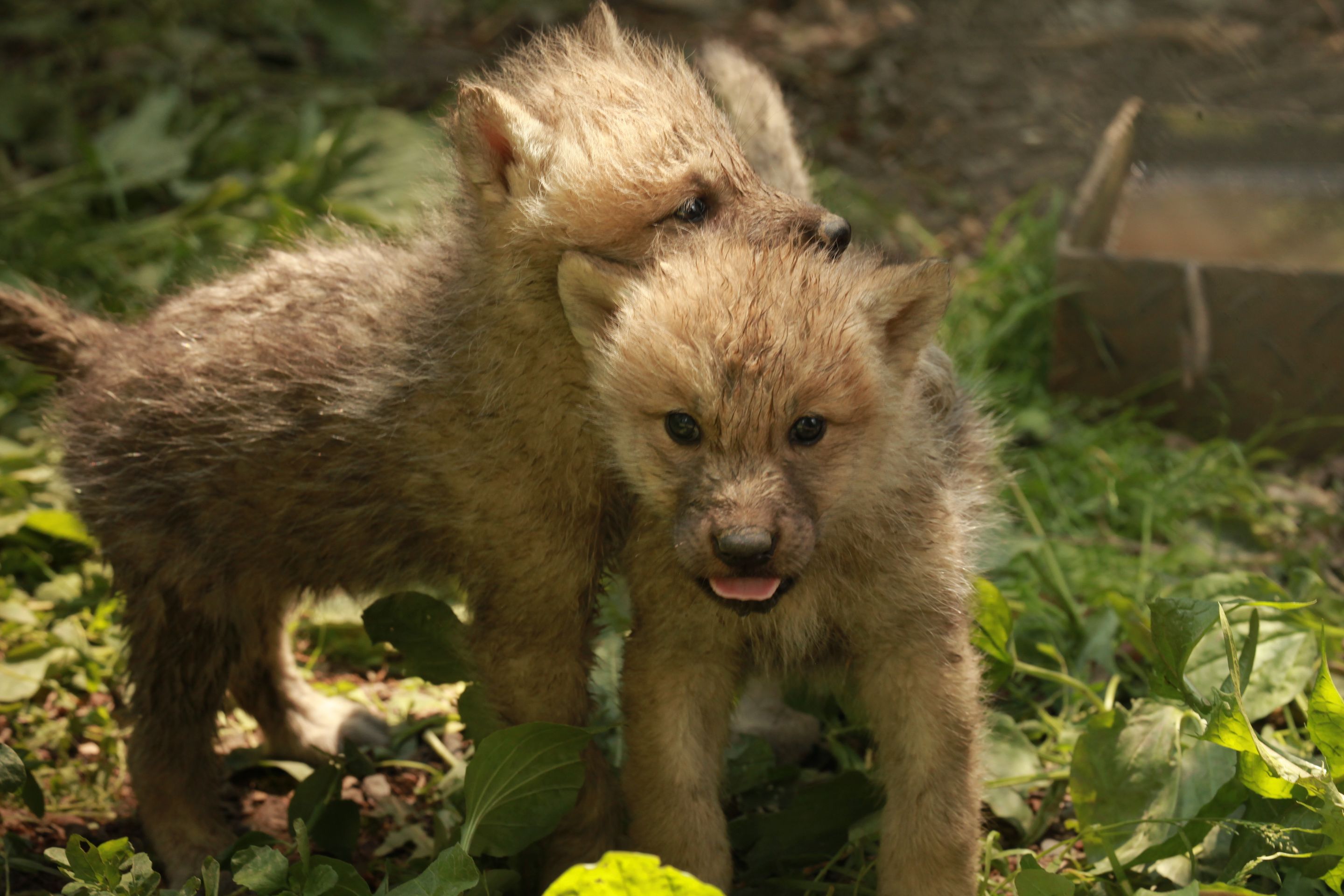 Paterčata vlků arktických v brněnské ZOO - 7 - GALERIE: Paterčata vlků arktických v brněnské ZOO (7/7)