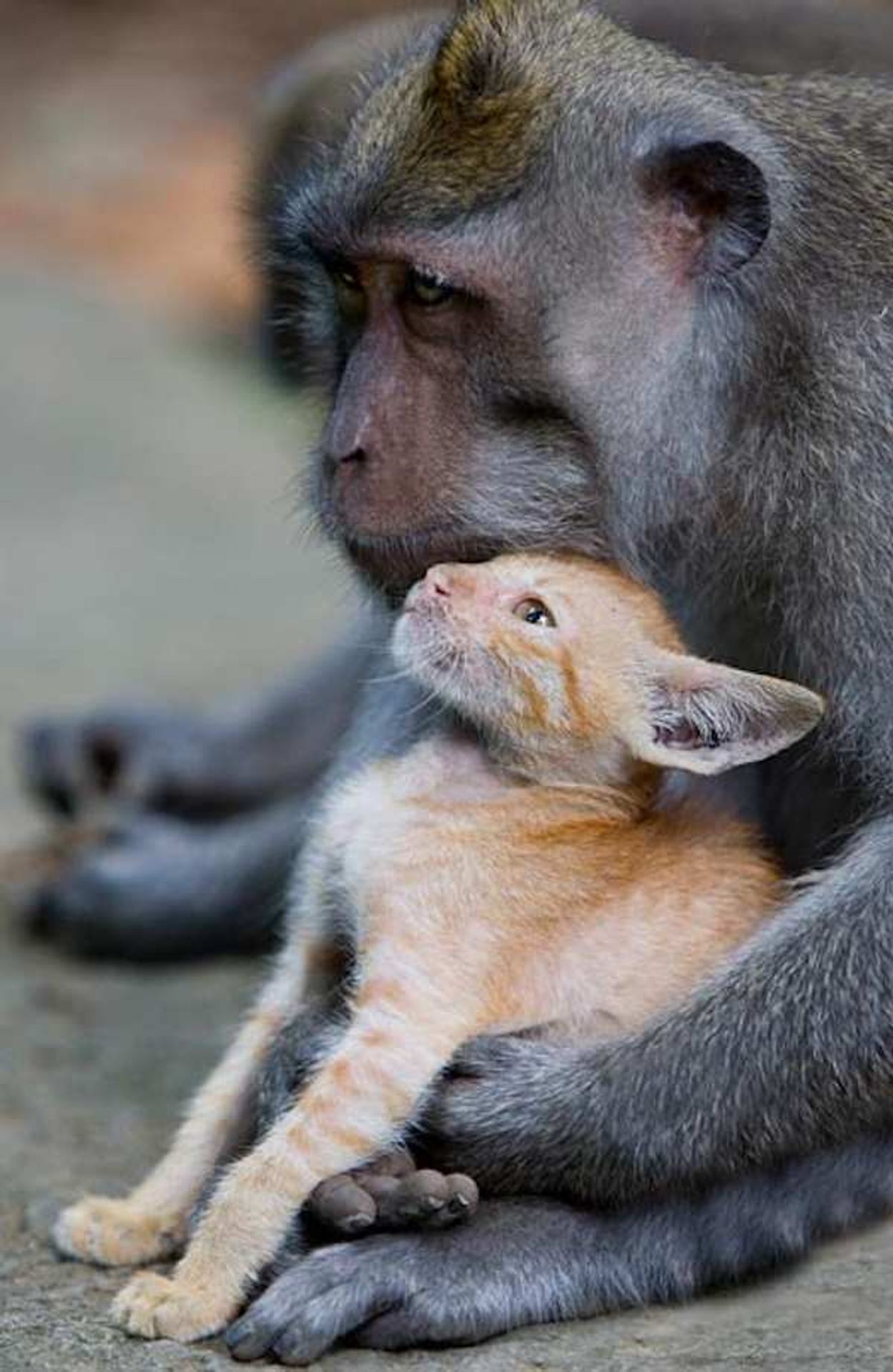Opice adoptovala kotě - 6 - GALERIE: Opice adoptovala kotě (4/6)