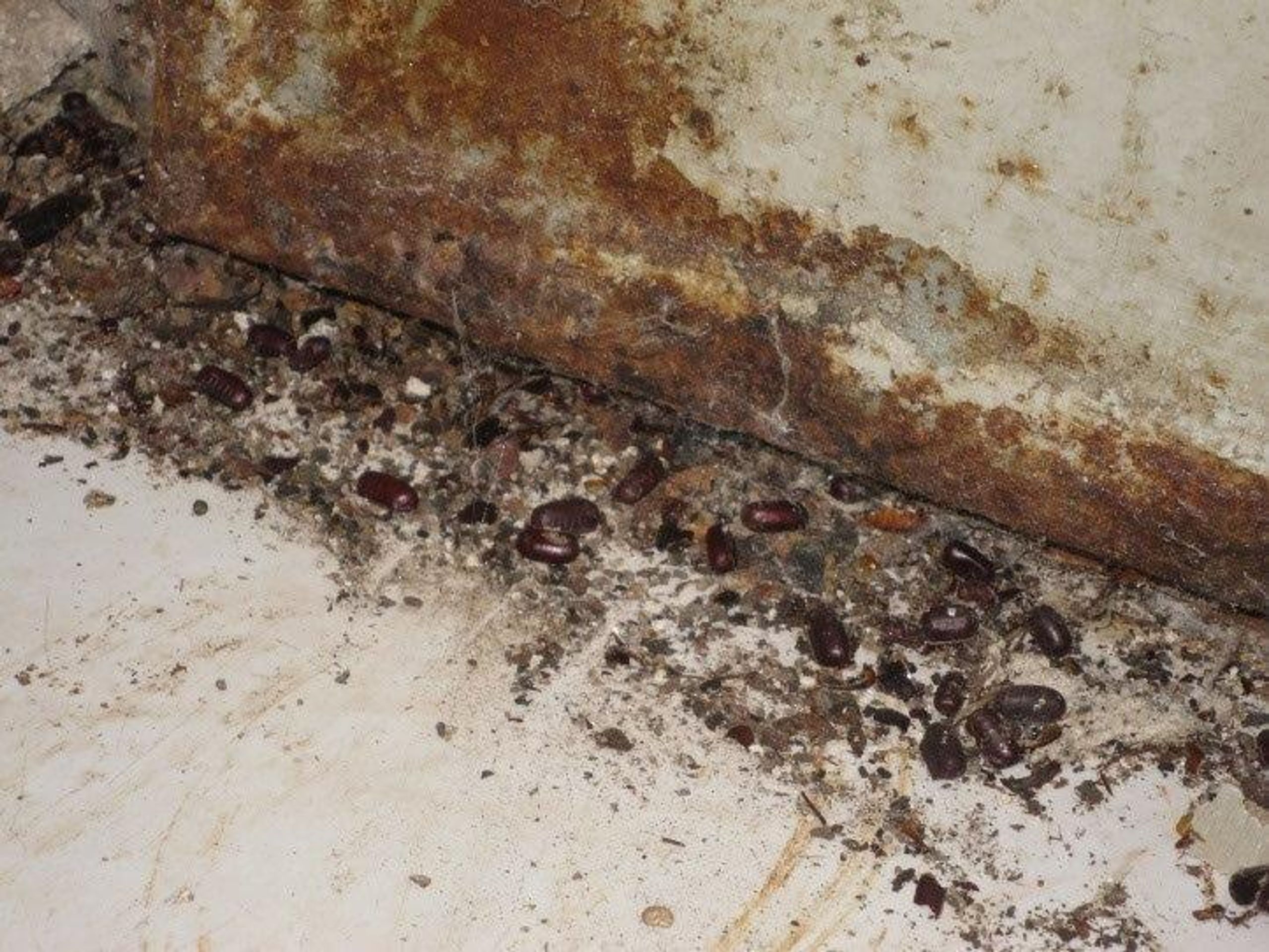 Hrůzné záběry z brněnského bistra u nádraží - 2 - GALERIE: Inspekce v bistru našla spoustu hmyzu (2/6)