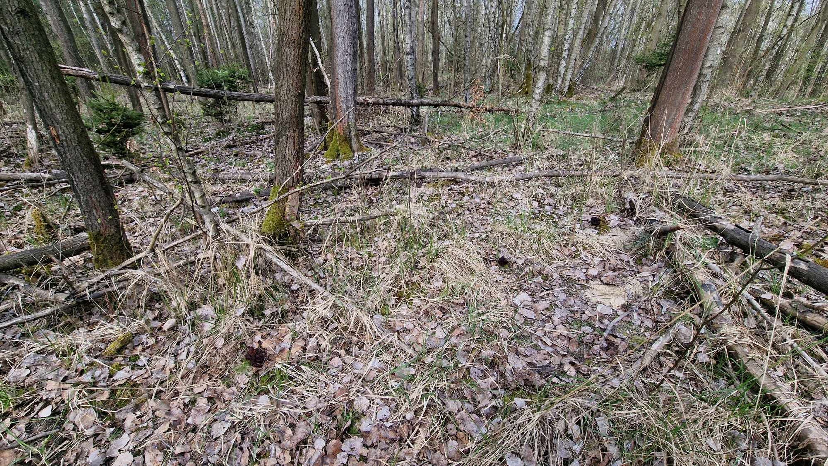 Nález houby Ucháč obecný - Nález houby Ucháč obecný na Karlovarsku (6/7)