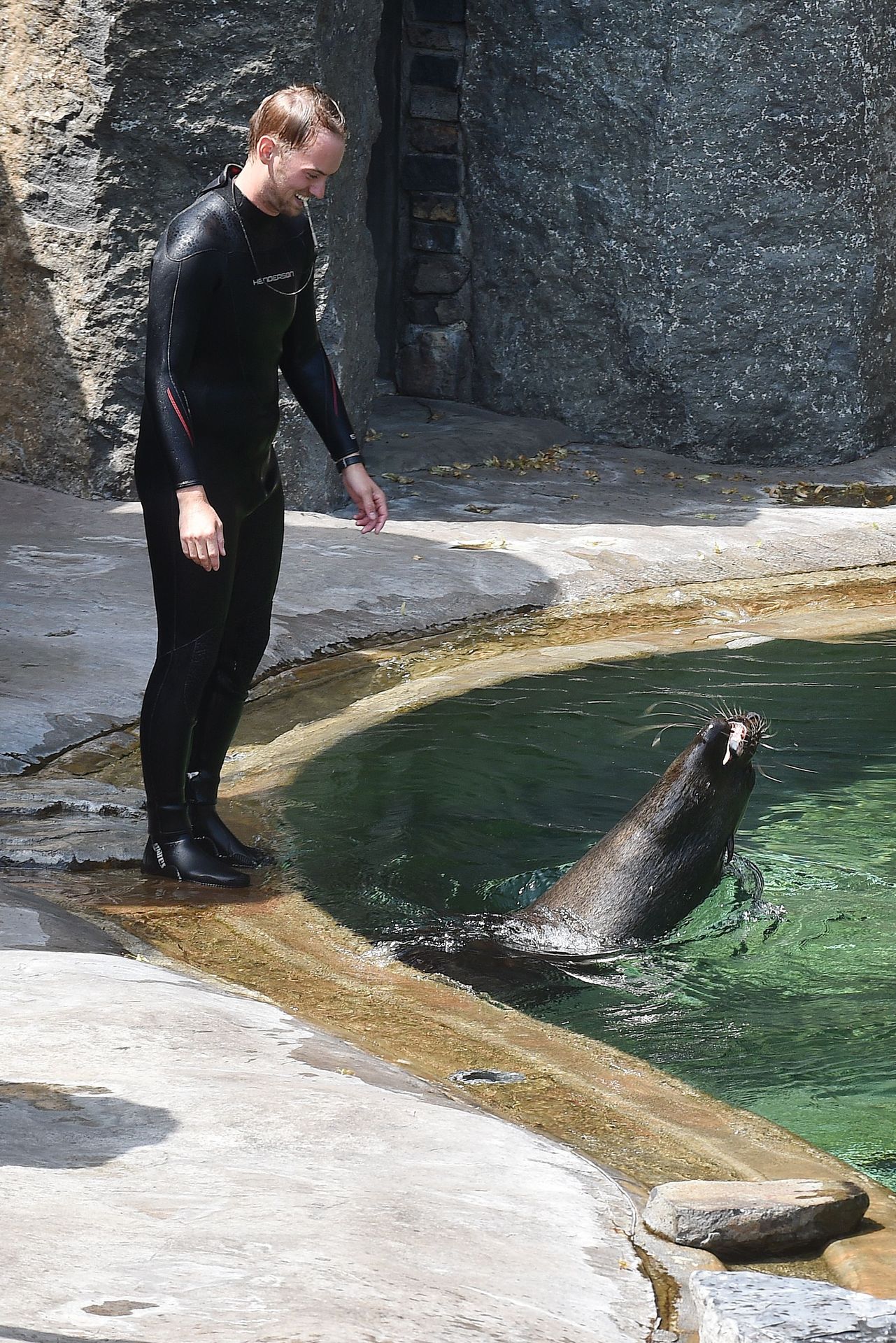 Cvičení lachtanů v ZOO Praha - 2 - GALERIE: Cvičení lachtanů v ZOO Praha (2/12)
