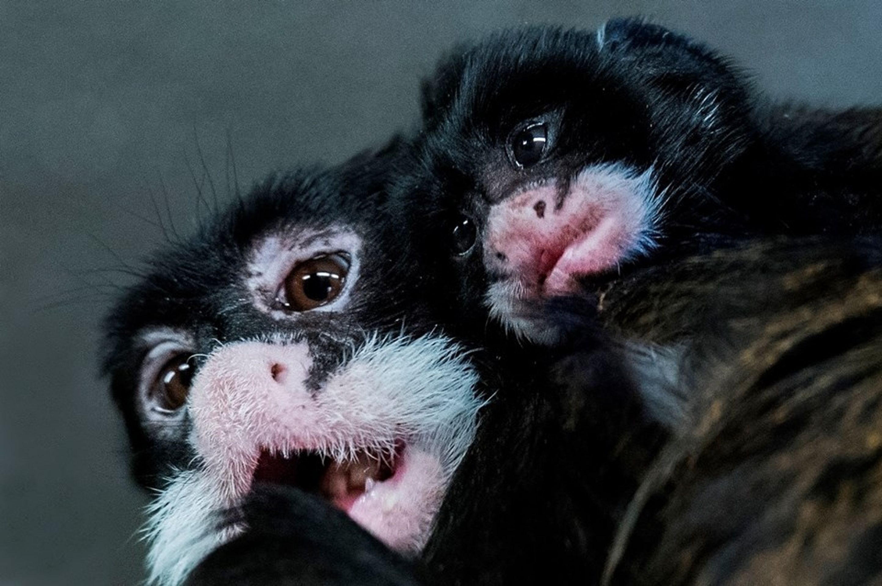 Nová mláďata v pražské zoo - 2 - GALERIE: Nová mláďata v pražské zoo (2/5)
