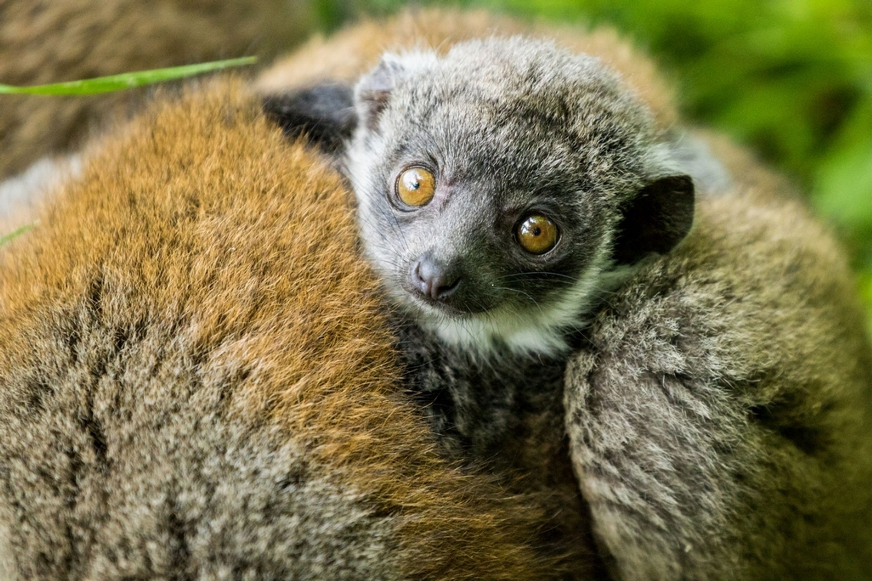 Mládě lemura mongoz - 1 - GALERIE: Mládě lemura mongoz (3/4)