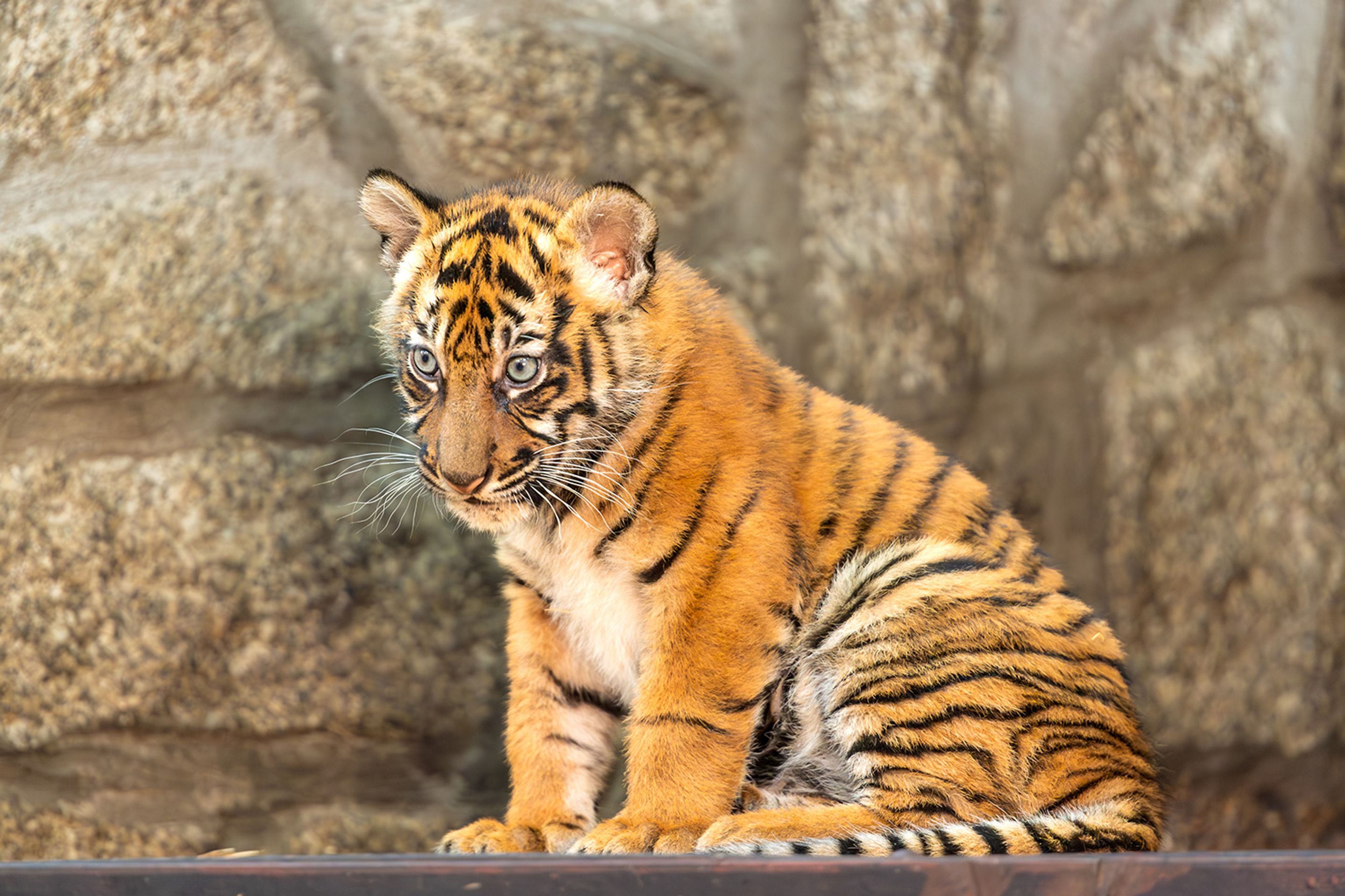 Tygři sumaterští ve vratislavské zoo (1) - Tygři sumaterští ve vratislavské zoo (11/16)