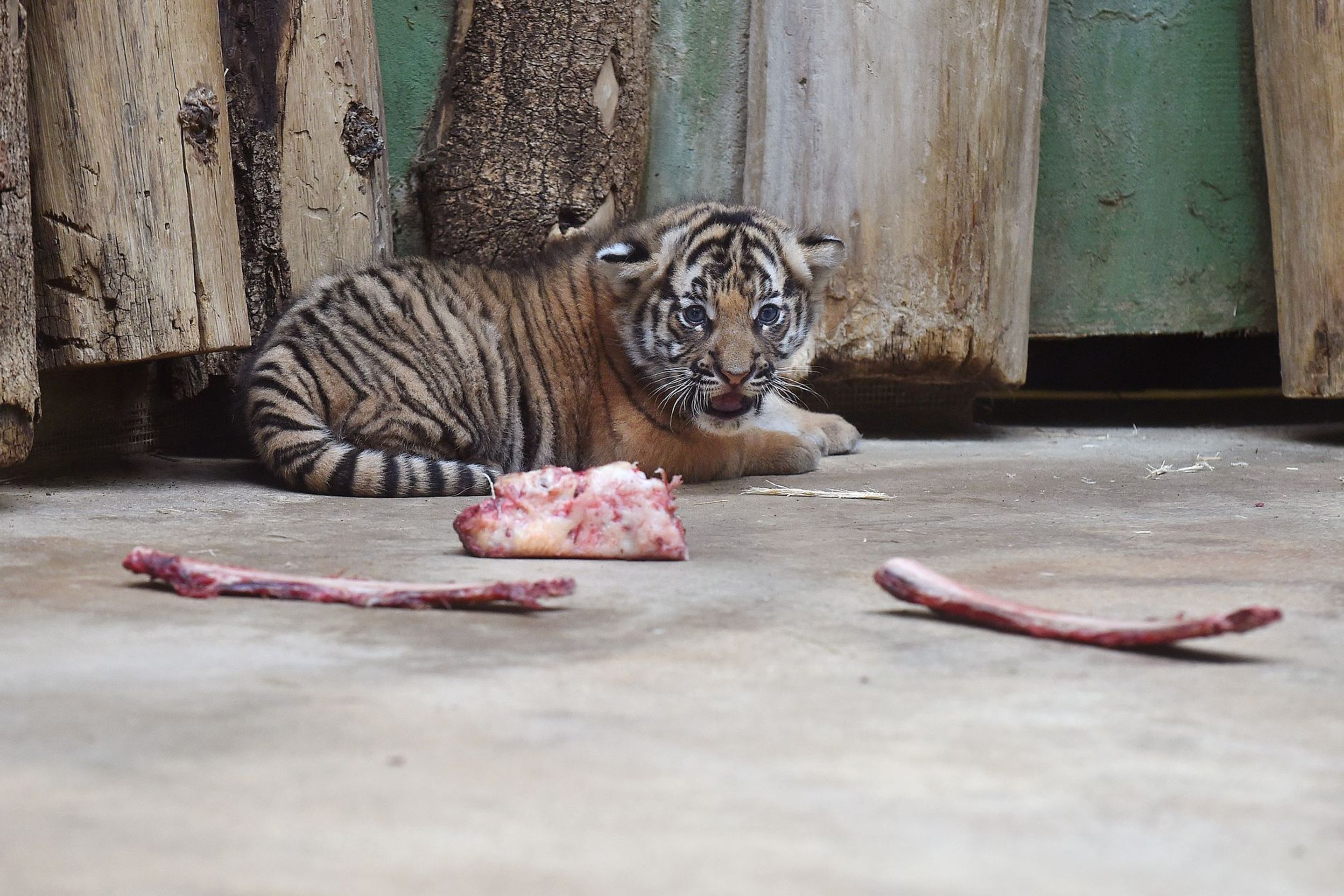 Mláďata tygra malajského v Zoo Praha - 2 - GALERIE: Mláďata tygra malajského v Zoo Praha (5/23)