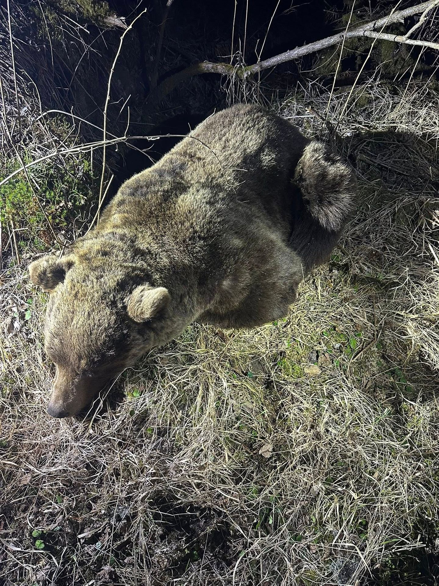 Následky útoku medvěda - Následky útoku medvěda (2/5)