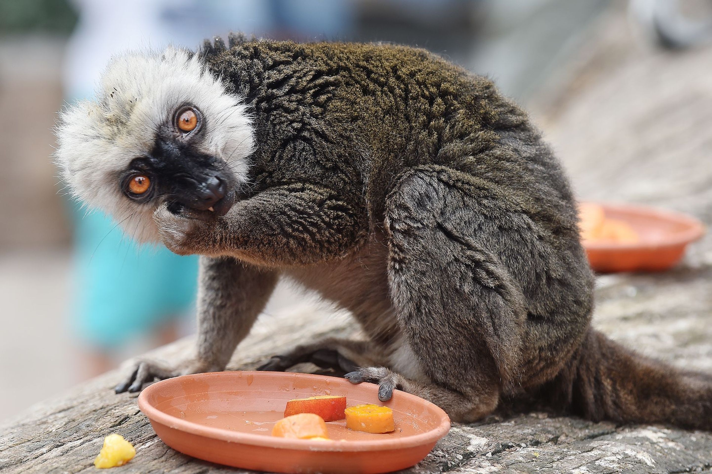 Krmení lemurů v ZOO Praha - 12 - GALERIE: Krmení lemurů v ZOO Praha (12/19)
