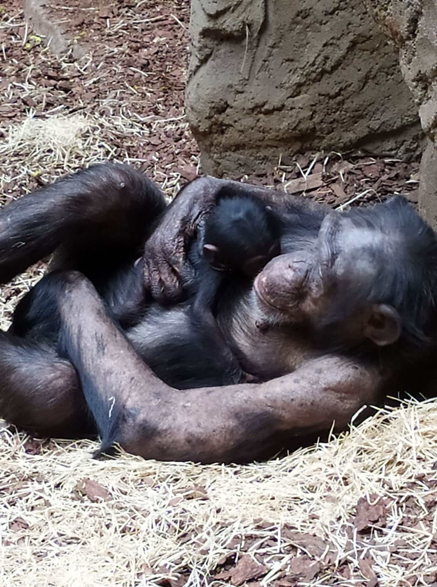 Šimpanzí samice s mládětem - 1 - GALERIE: Mládě šimpanze v ostravské ZOO (3/4)