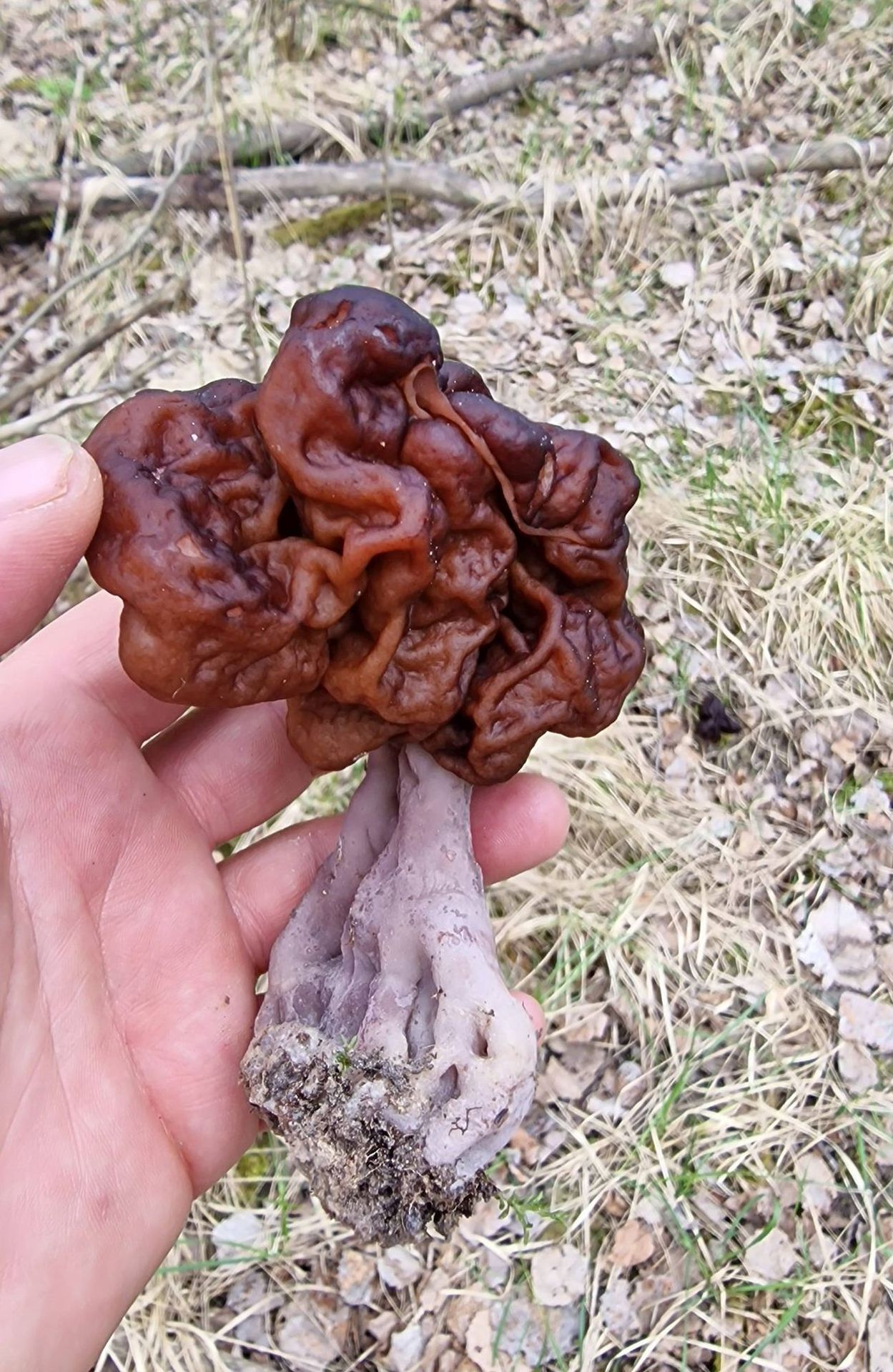 Nález houby Ucháč obecný - Nález houby Ucháč obecný na Karlovarsku (5/7)