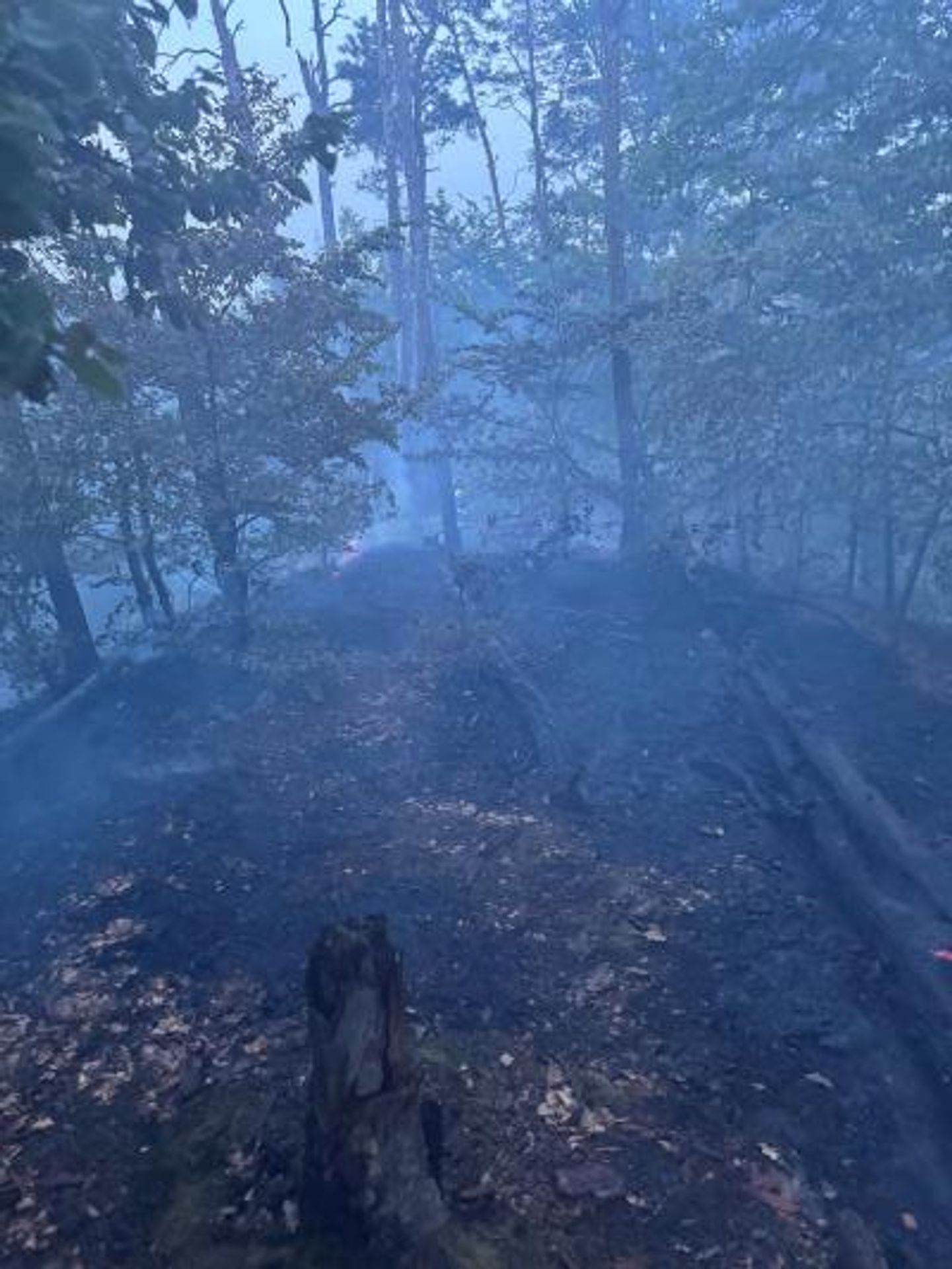 Lesní požár na Mladoboleslavsku (2) - Lesní požár na Mladoboleslavsku (14/22)
