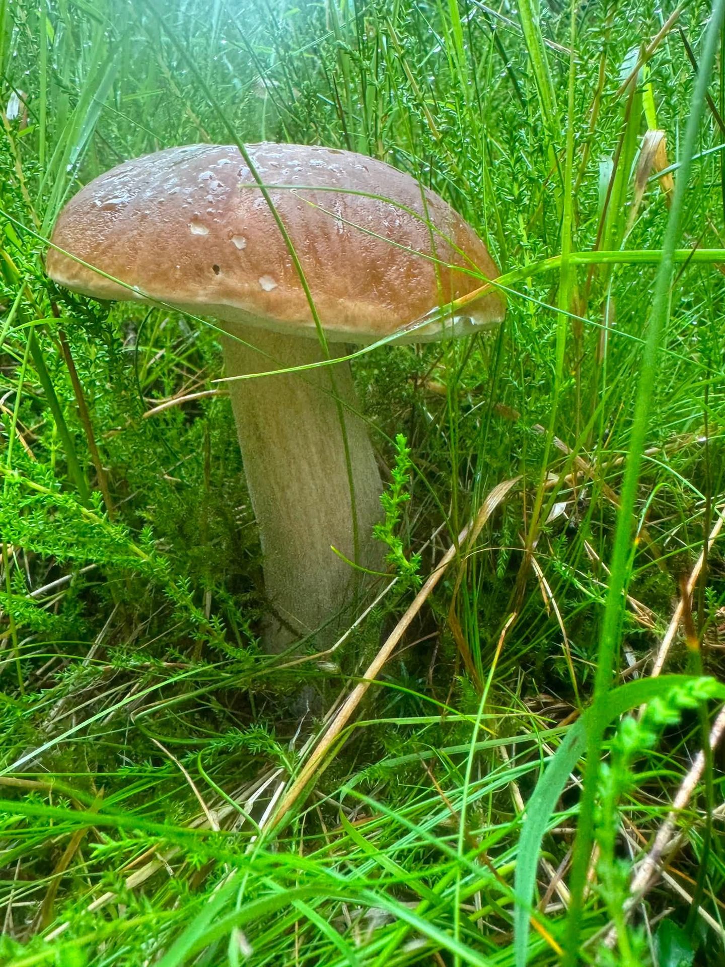 Hřiby - Houbařské žně (6/12)