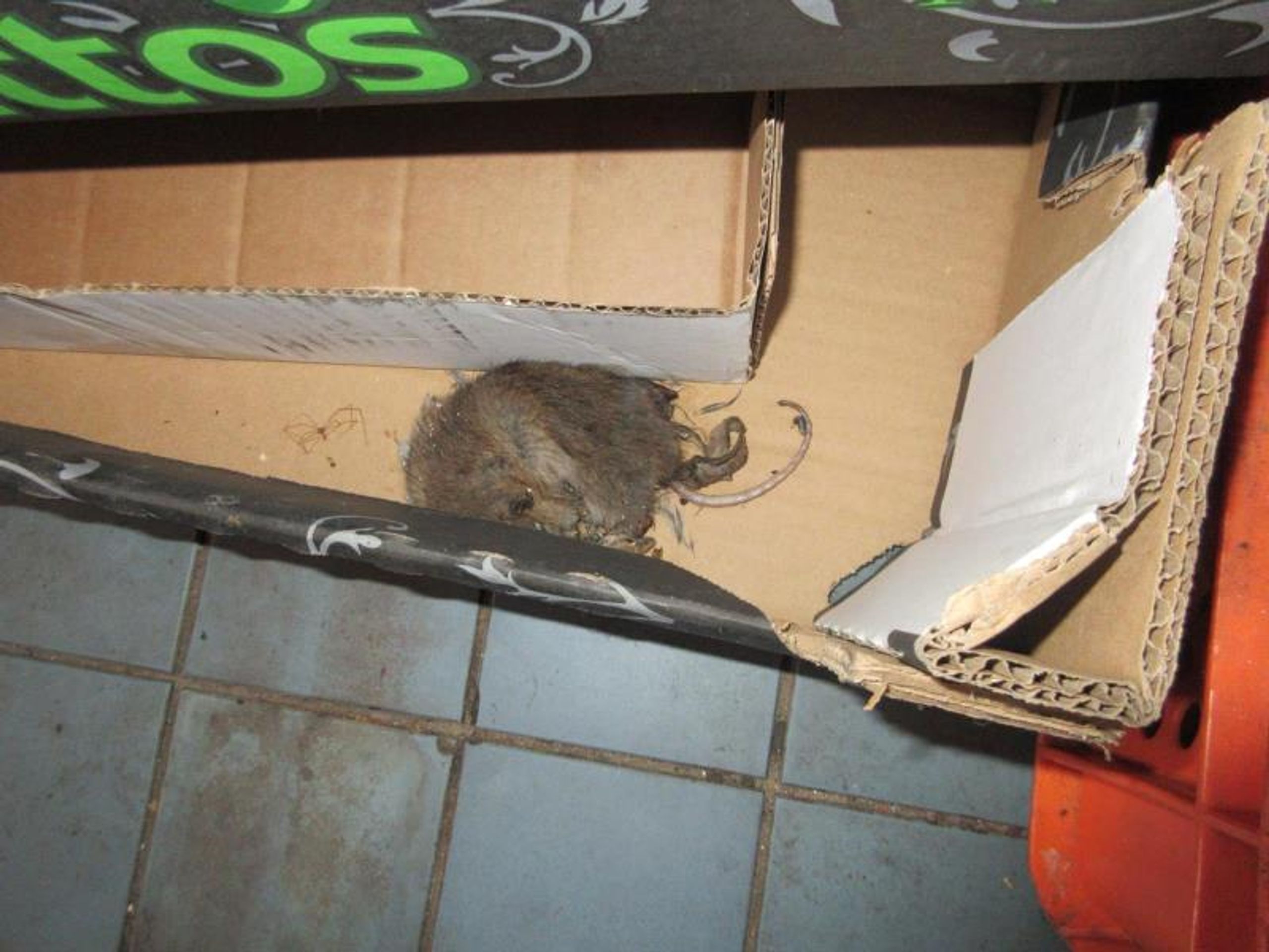 Inspekce našla v restauraci na Chebsku trus a mrtvé hlodavce - Inspekce našla v restauraci na Chebsku trus a mrtvé hlodavce (5/14)