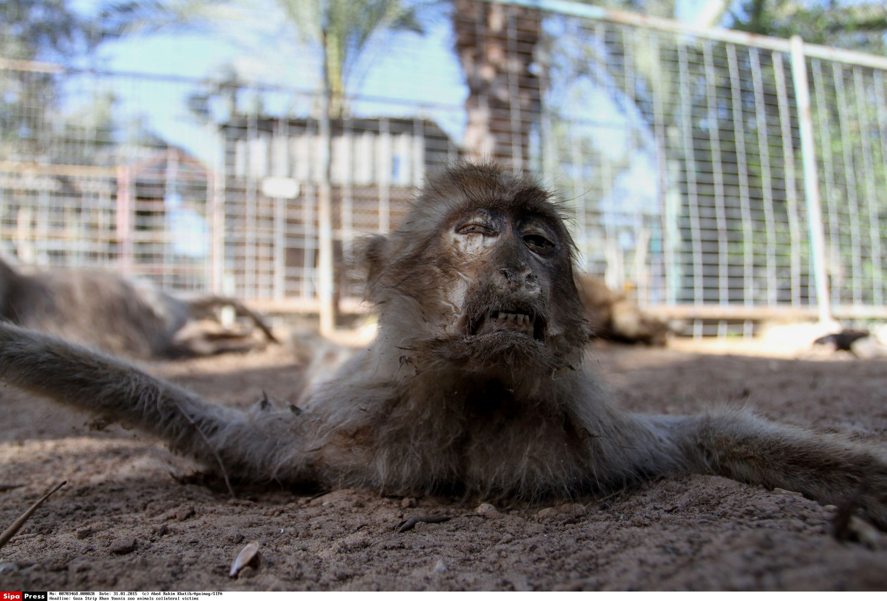 Děsivé fotografie ze zoo v Gaze - 2 - GALERIE: Děsivé fotografie ze zoo v Gaze (2/7)