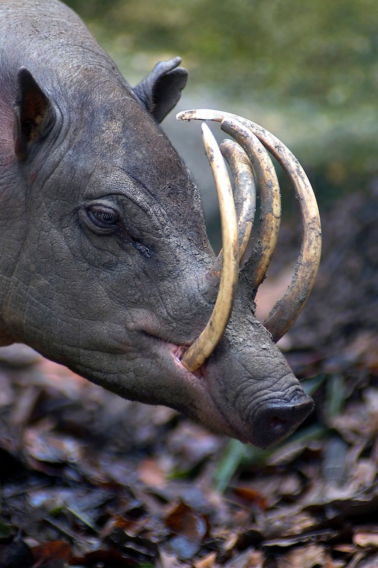 Neznámá zvířata - Babirusa celebeská - GALERIE: Neznámá zvířata (3/20)