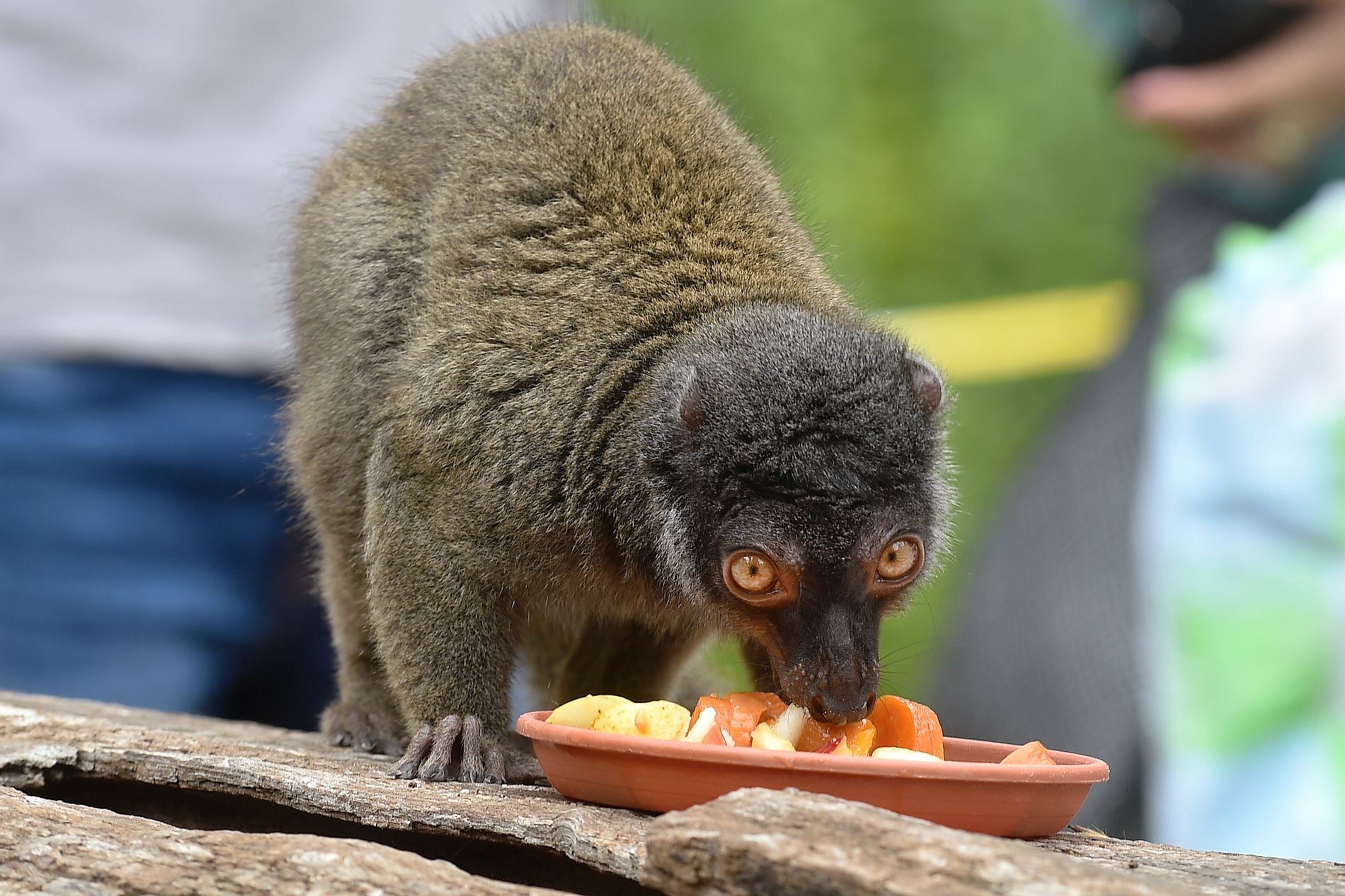 Krmení lemurů v ZOO Praha - 5 - GALERIE: Krmení lemurů v ZOO Praha (5/19)