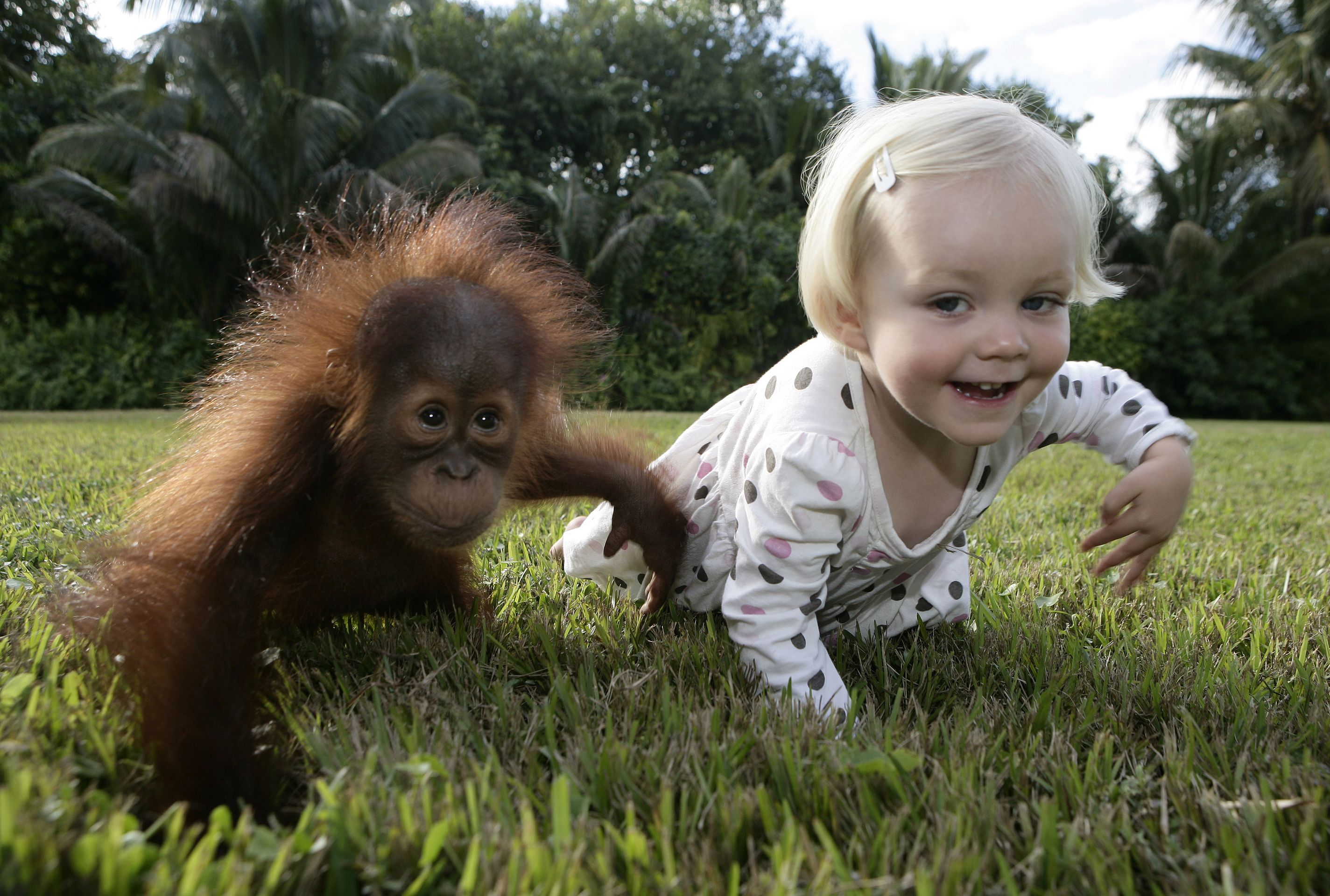 Dívka a opice - GALERIE: Nerozlučná dvojka - dívka a orangutan! (5/12)