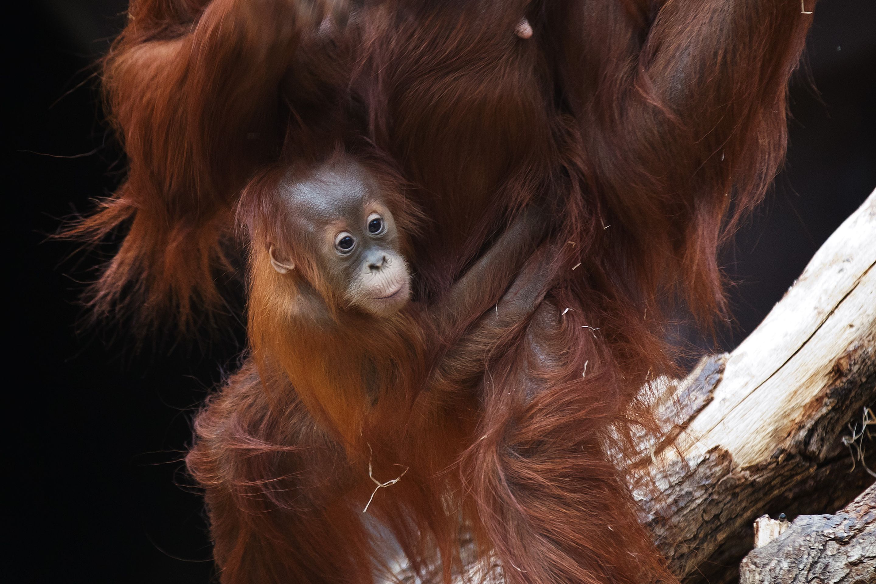 První narozeniny slůněte Sity a orangutana Diri - 10 - První narozeniny slůněte Sity a orangutana Diri (9/9)