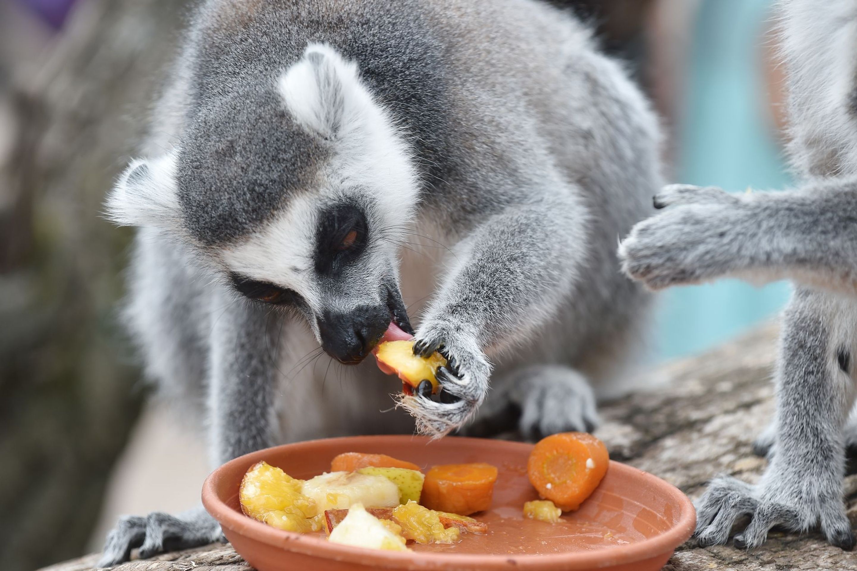Krmení lemurů v ZOO Praha - 11 - GALERIE: Krmení lemurů v ZOO Praha (11/19)