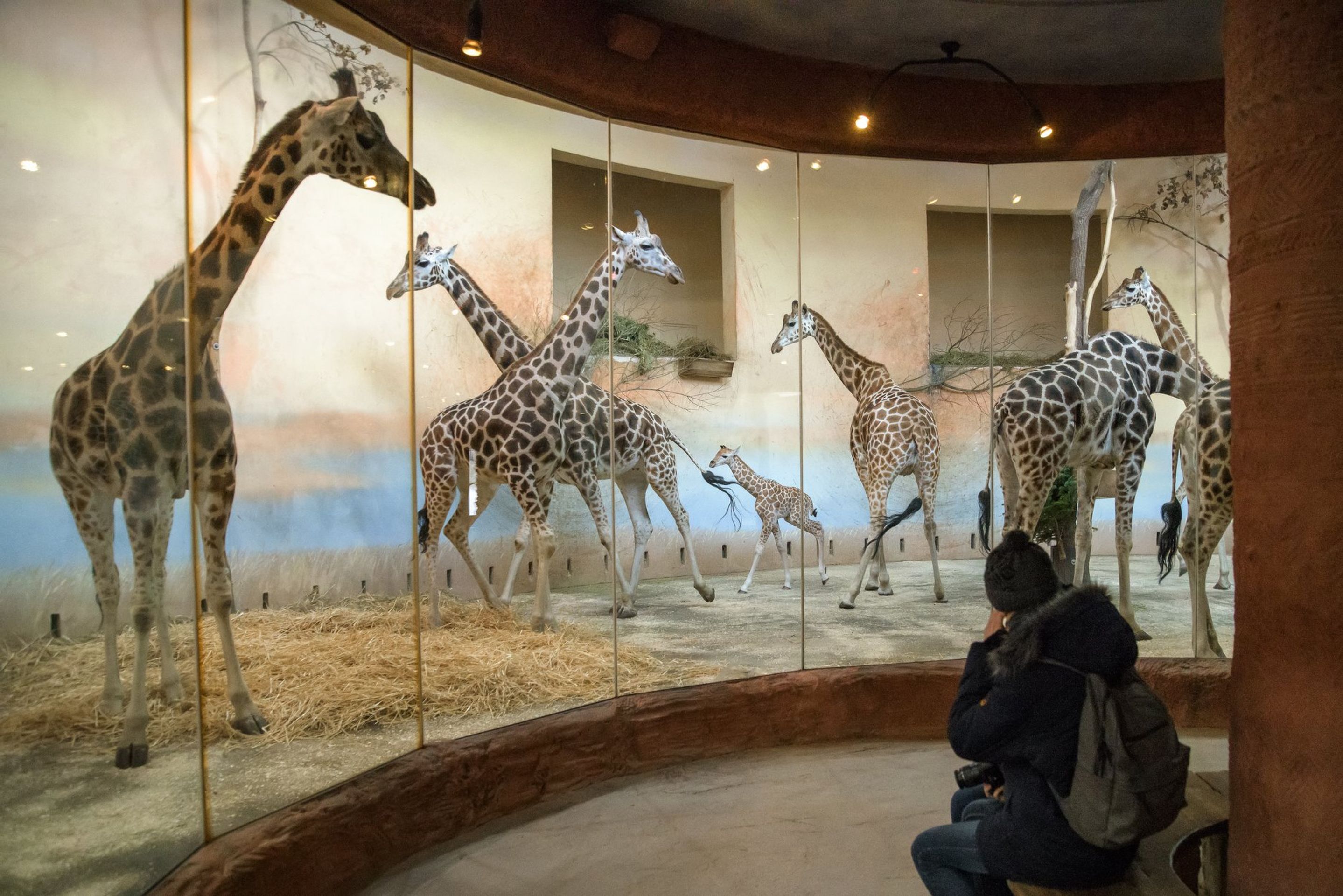 Žirafí mládě přezdívané Modelka - GALERIE: V pražské zoo přivítali na svět dvě žirafí mláďátka (3/4)