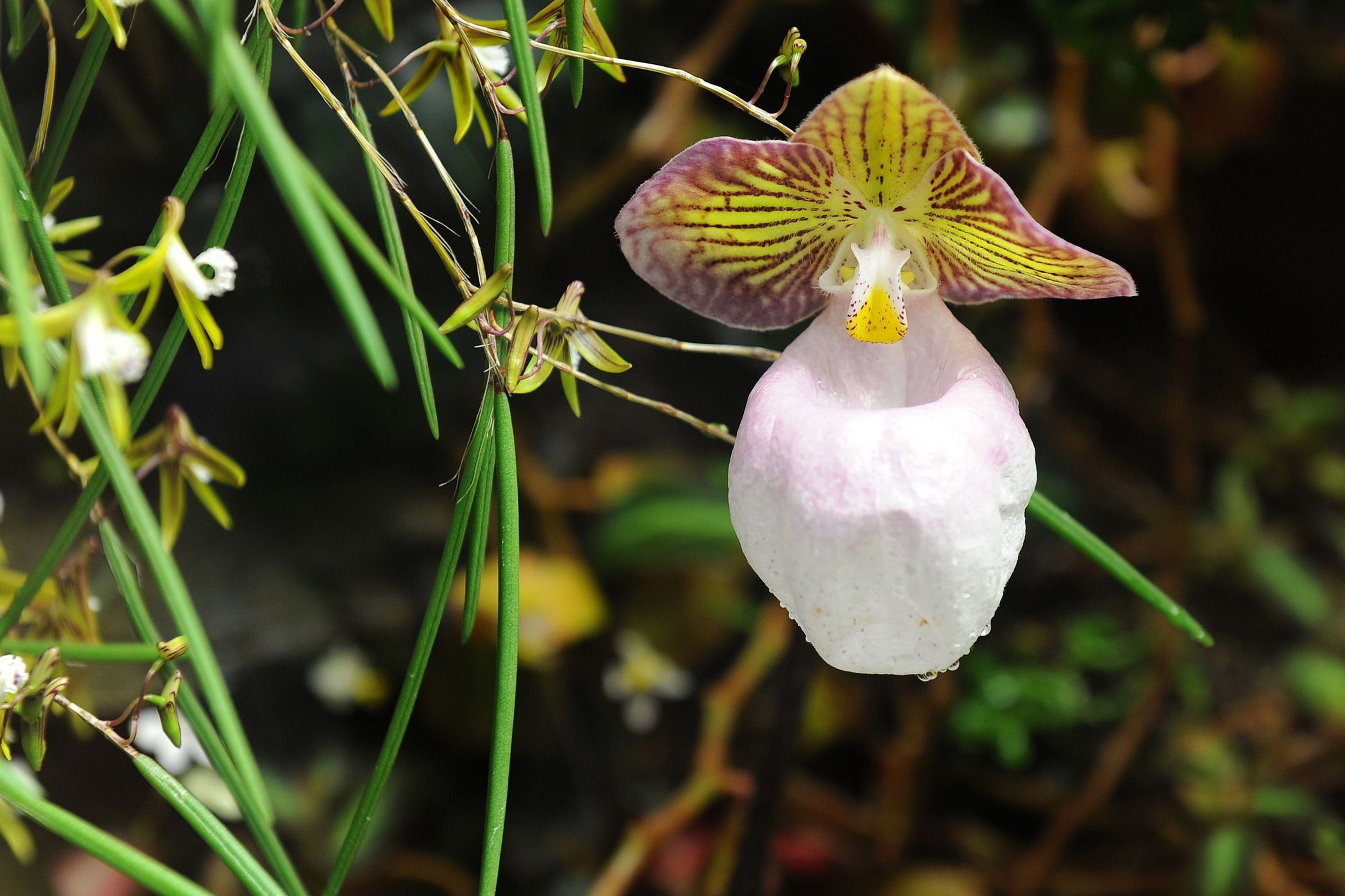 Výstava orchidejí - 10 - GALERIE: Orchideje v pražské botanické zahradě (10/29)