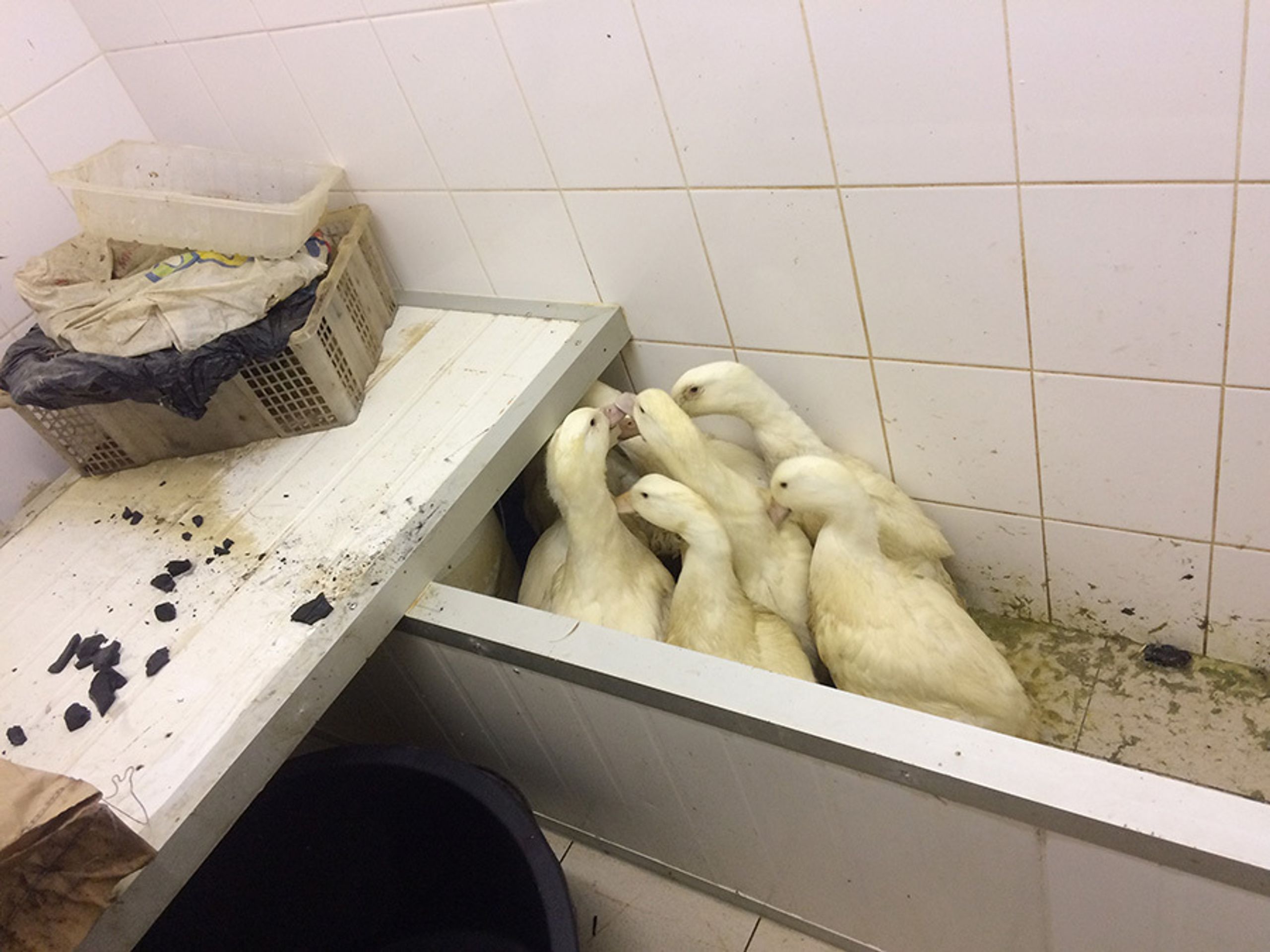 Nelegální porážka v tržnici SAPA - 10 - GALERIE: Nelegální porážka v tržnici SAPA (10/13)