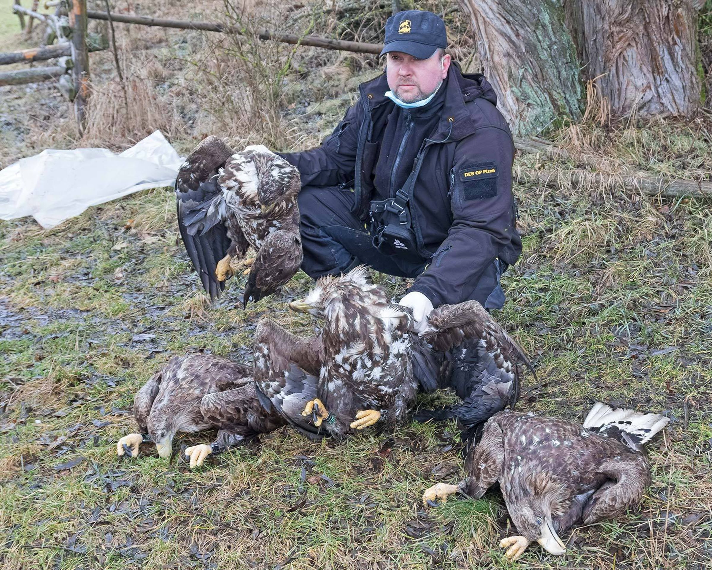 Na Klatovsku našli otrávené čtyři orly mořské - 5 - GALERIE: Na Klatovsku našli uhynulé orly mořské (1/5)