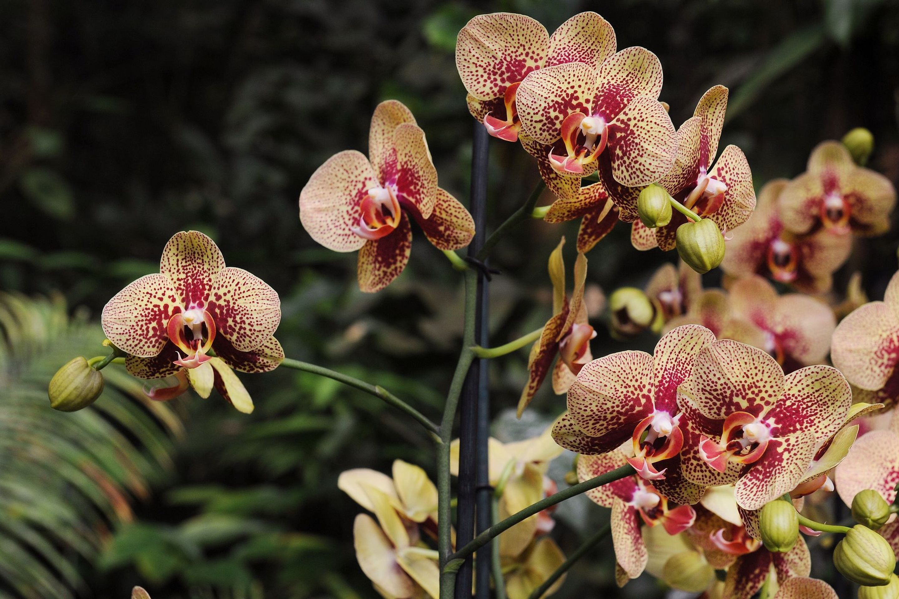 Výstava orchidejí - 7 - GALERIE: Orchideje v pražské botanické zahradě (7/29)
