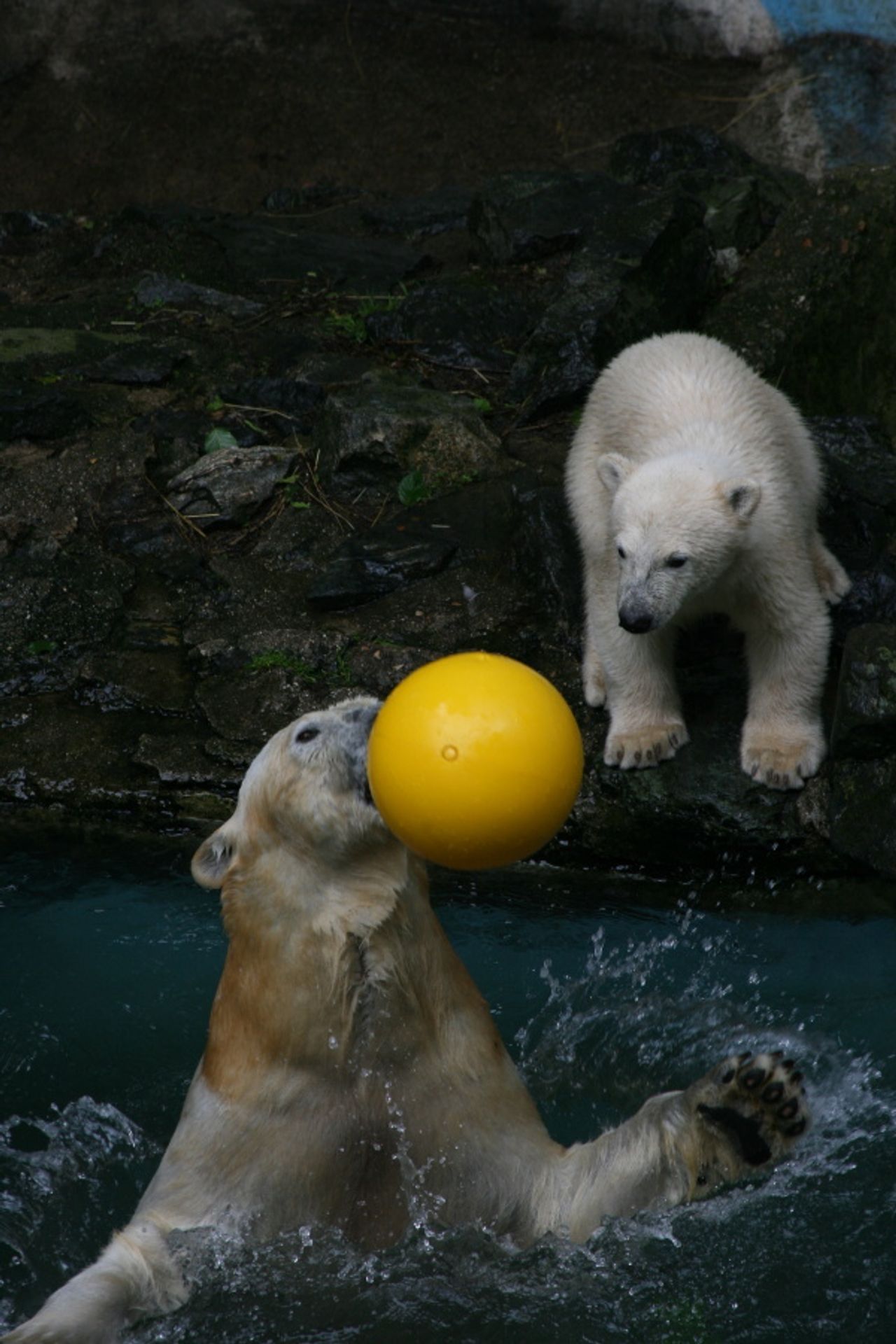 Lední medvíďata z brněnské zoo - Fotogalerie - lední medvědi v brněnské zoo (9/9)