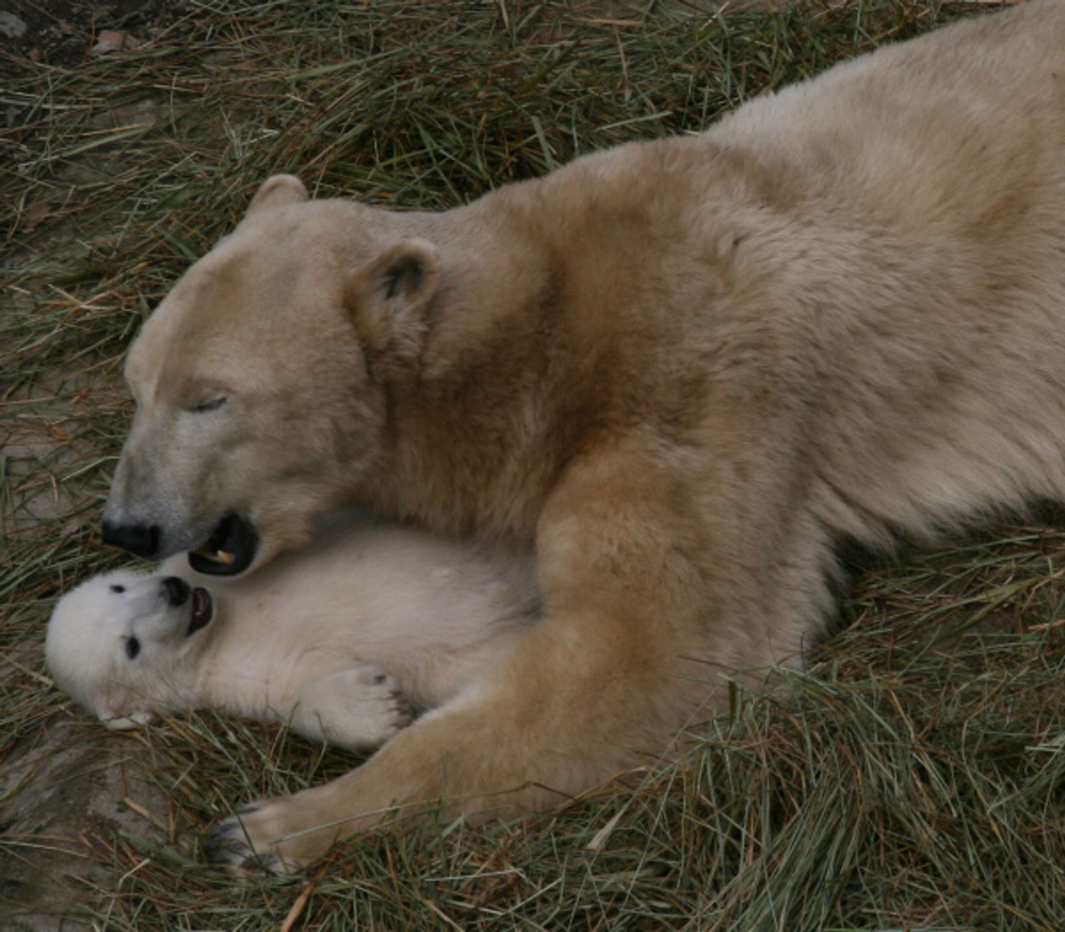 Lední medvědi z brněnské zoo - Fotogalerie - lední medvědi v brněnské zoo (3/9)