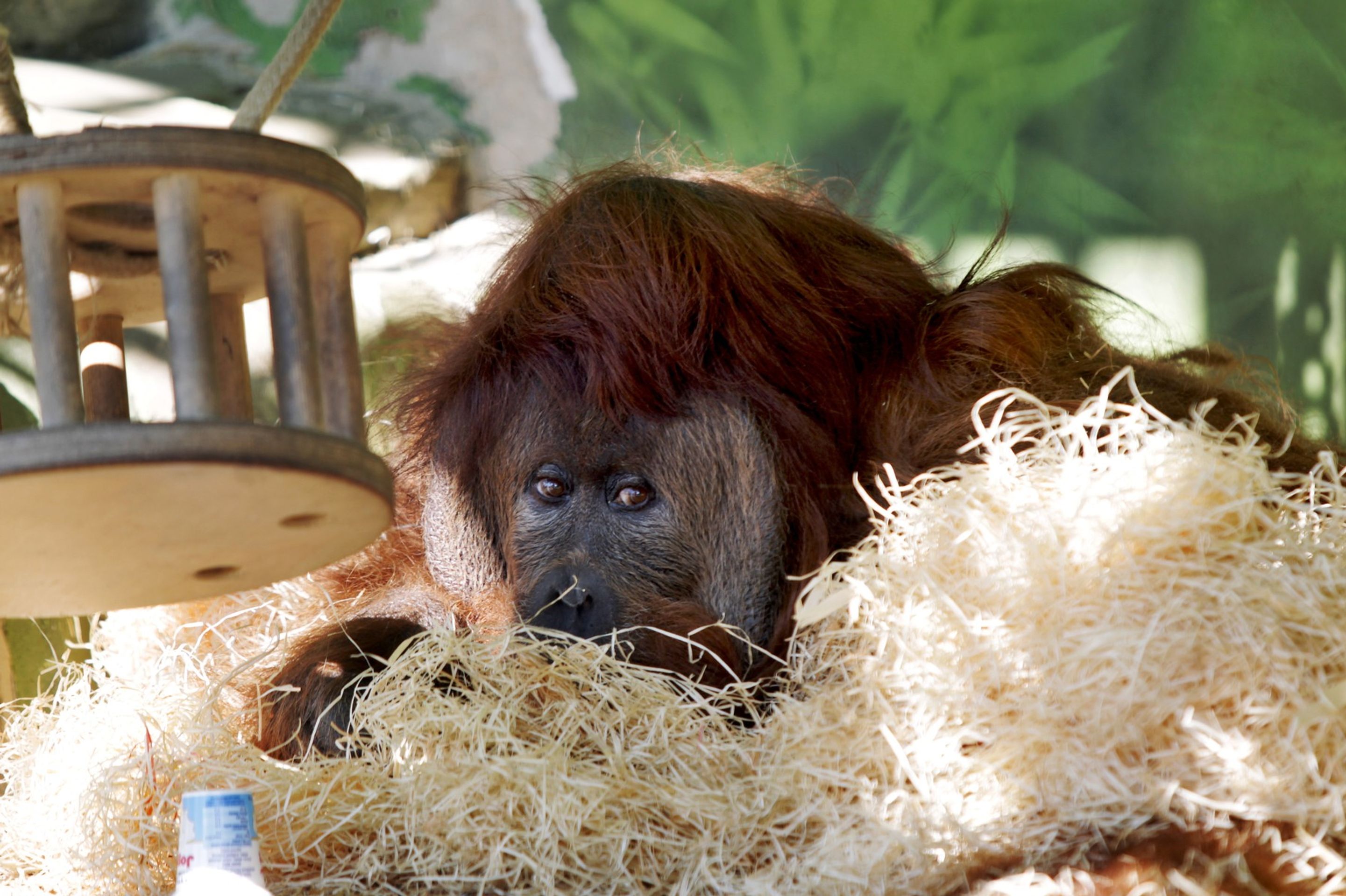 Orangutan Ferda - Orangutan Ferda (2/7)