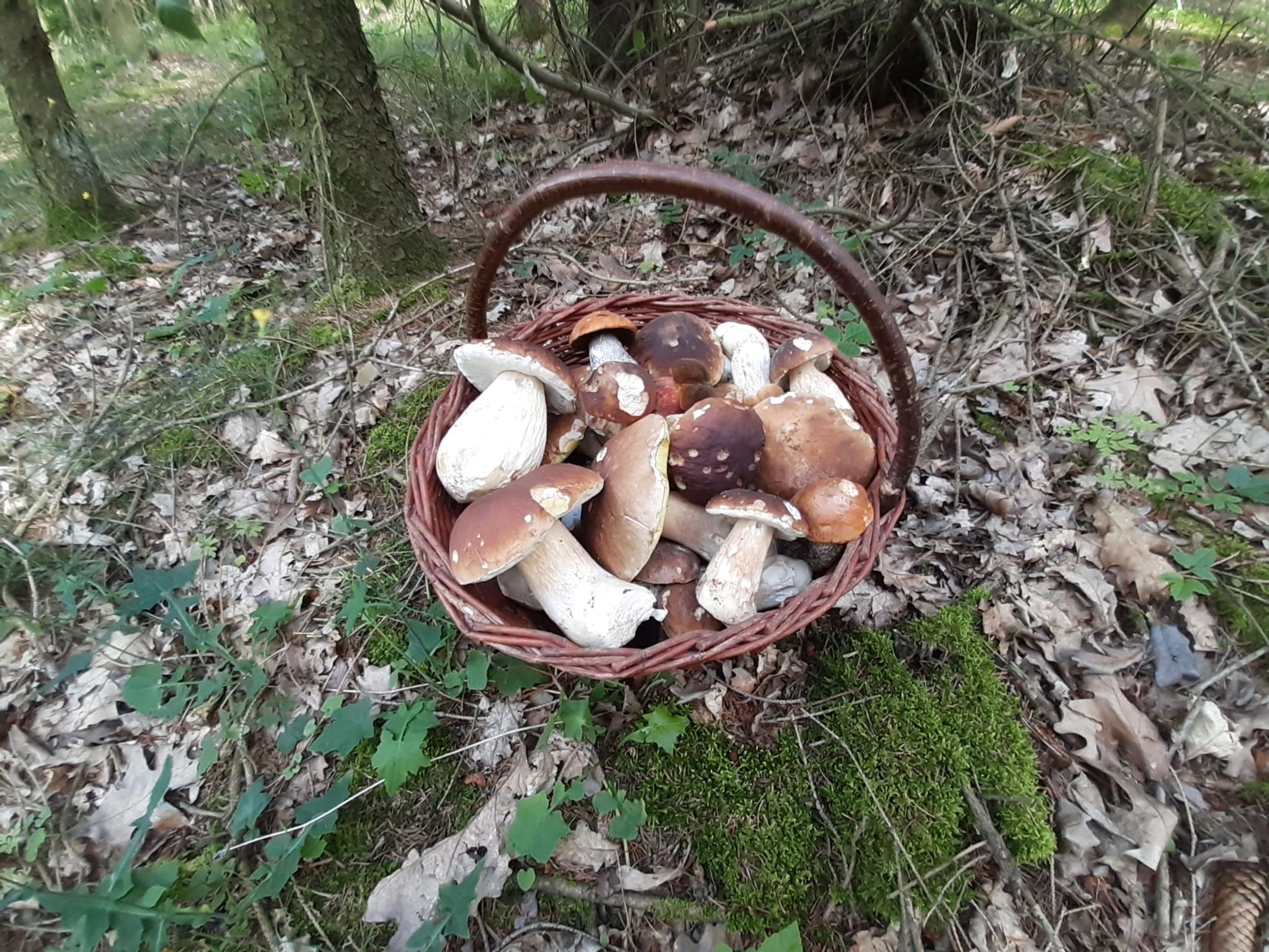 Úlovek mykologa Hejla - Hejlovy houby (3/5)