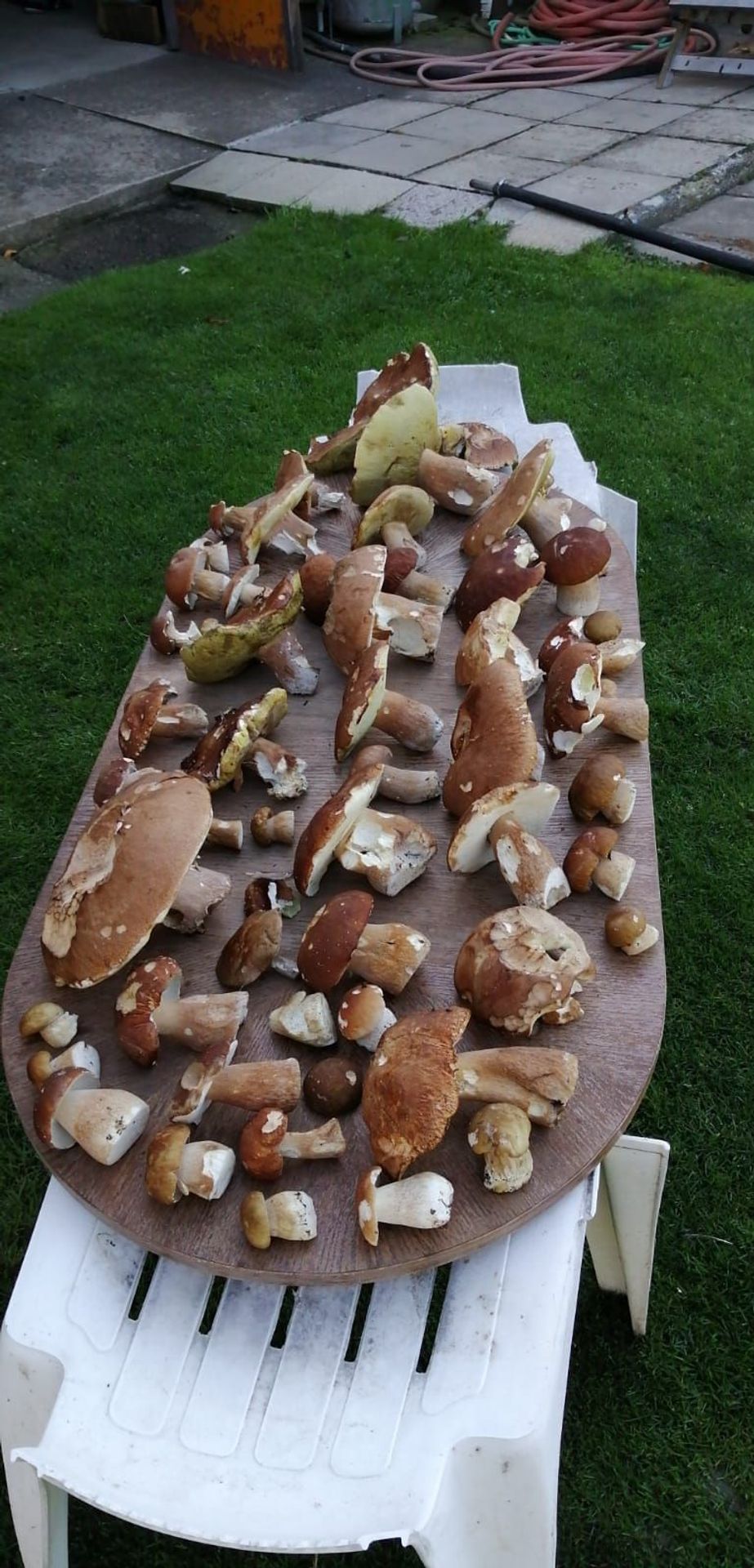 Houbaři se pochlubili svými úlovky z lesa - 3 - GALERIE: Houbaři se pochlubili svými úlovky (15/22)