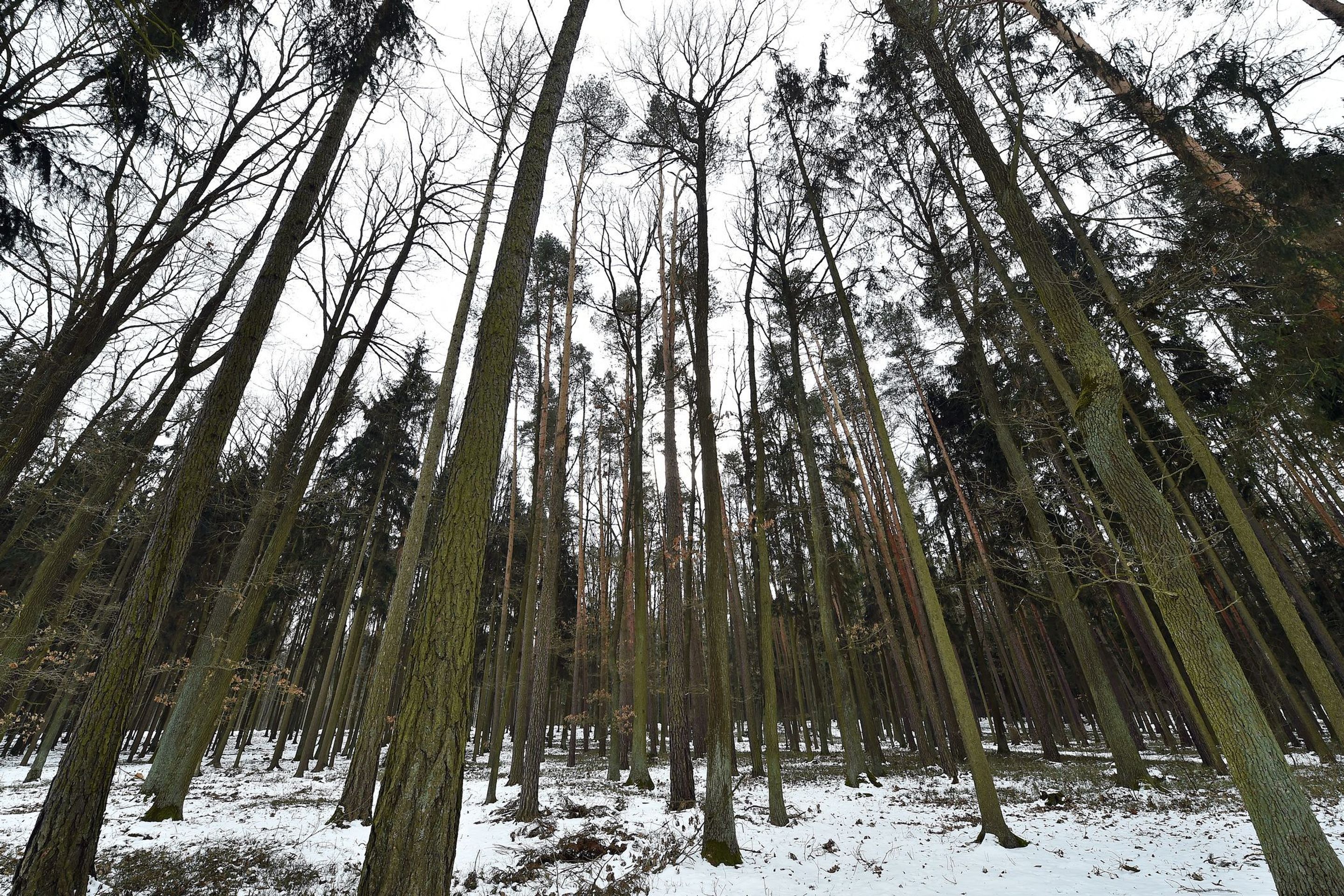 Les Bor - 8 - GALERIE: Tajemný les Bor (2/9)