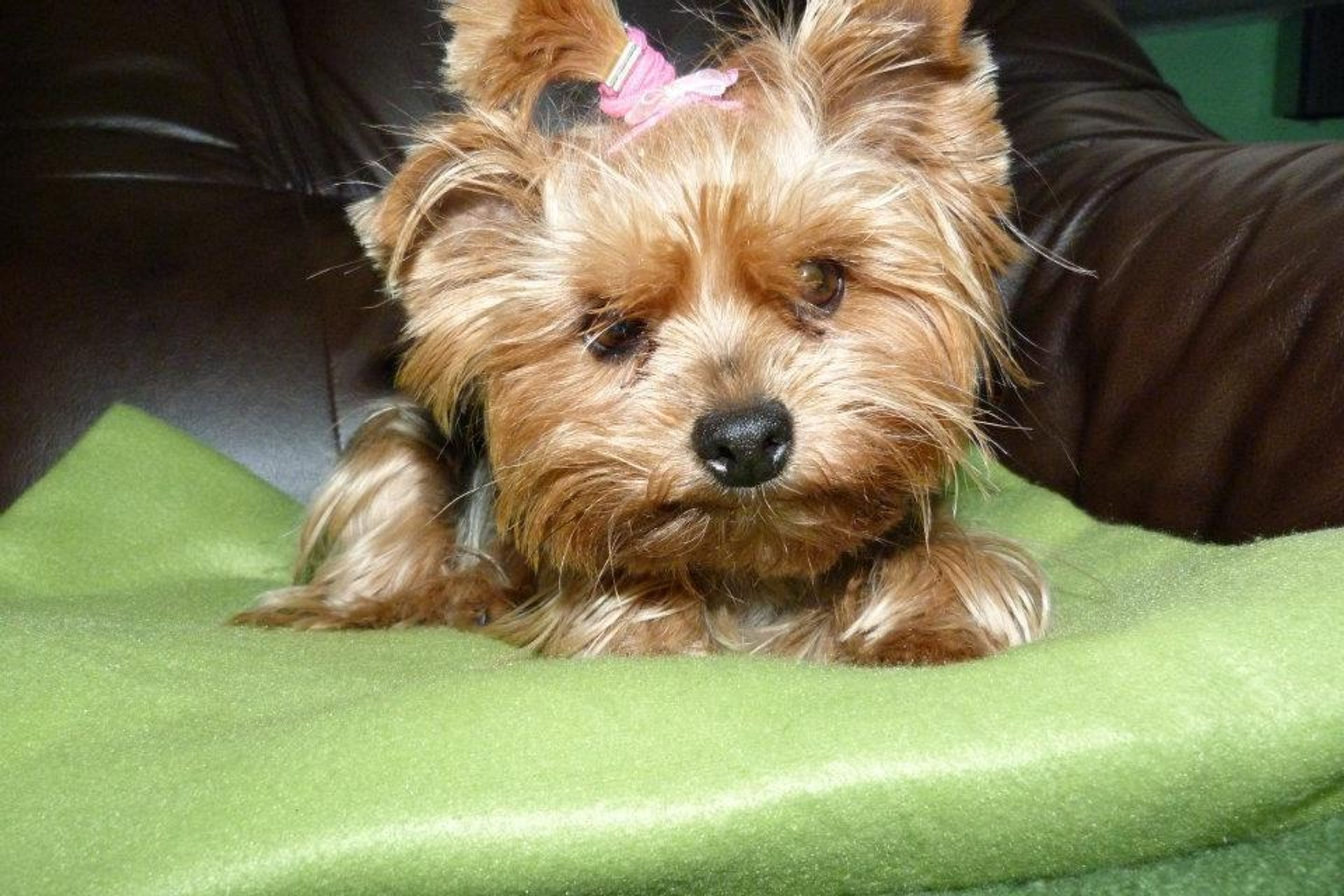 psi mazlíci - 86 - GALERIE: Psi mazlíci 3 (8/49)