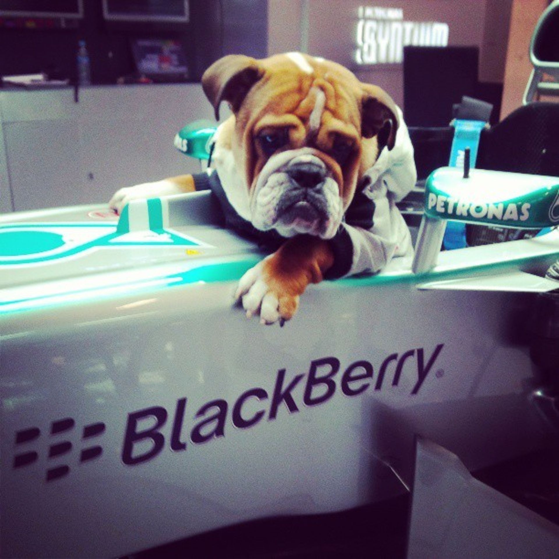 Lewis Hamilton a jeho pes v Monaku - 5 - GALERIE: Hamilton a jeho pes v Monaku (1/6)
